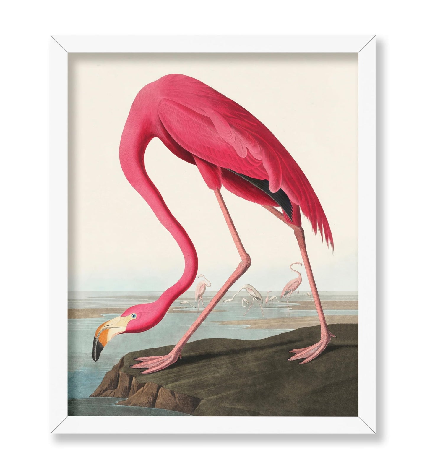 James Audubon - American Flamingo