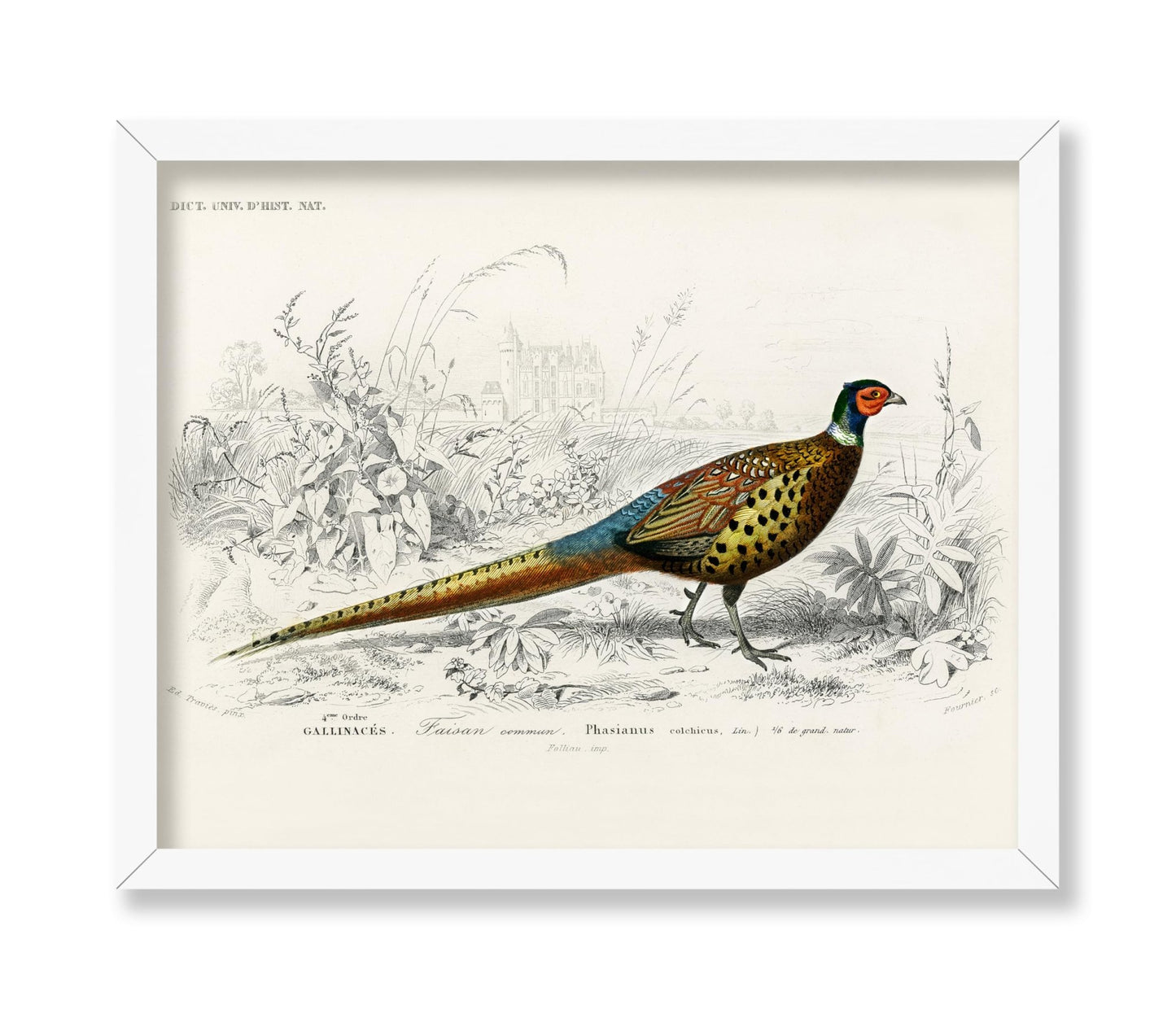 Ring Necked Pheasant