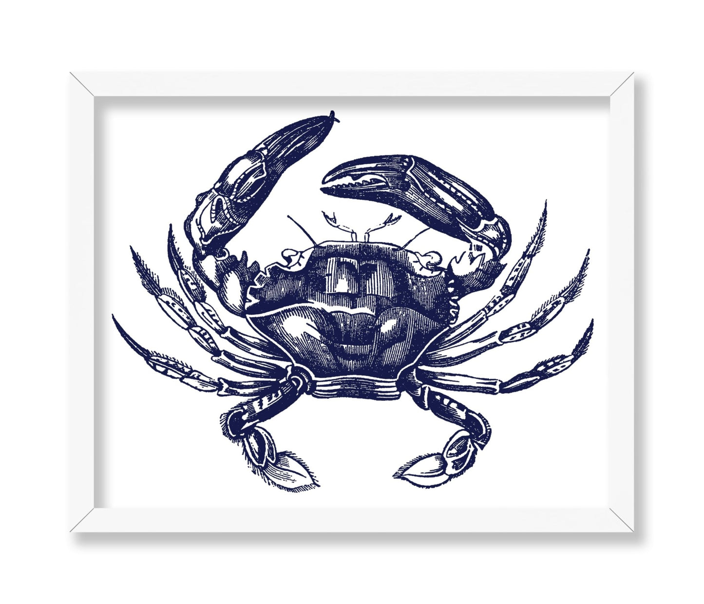 Navy Blue Crab