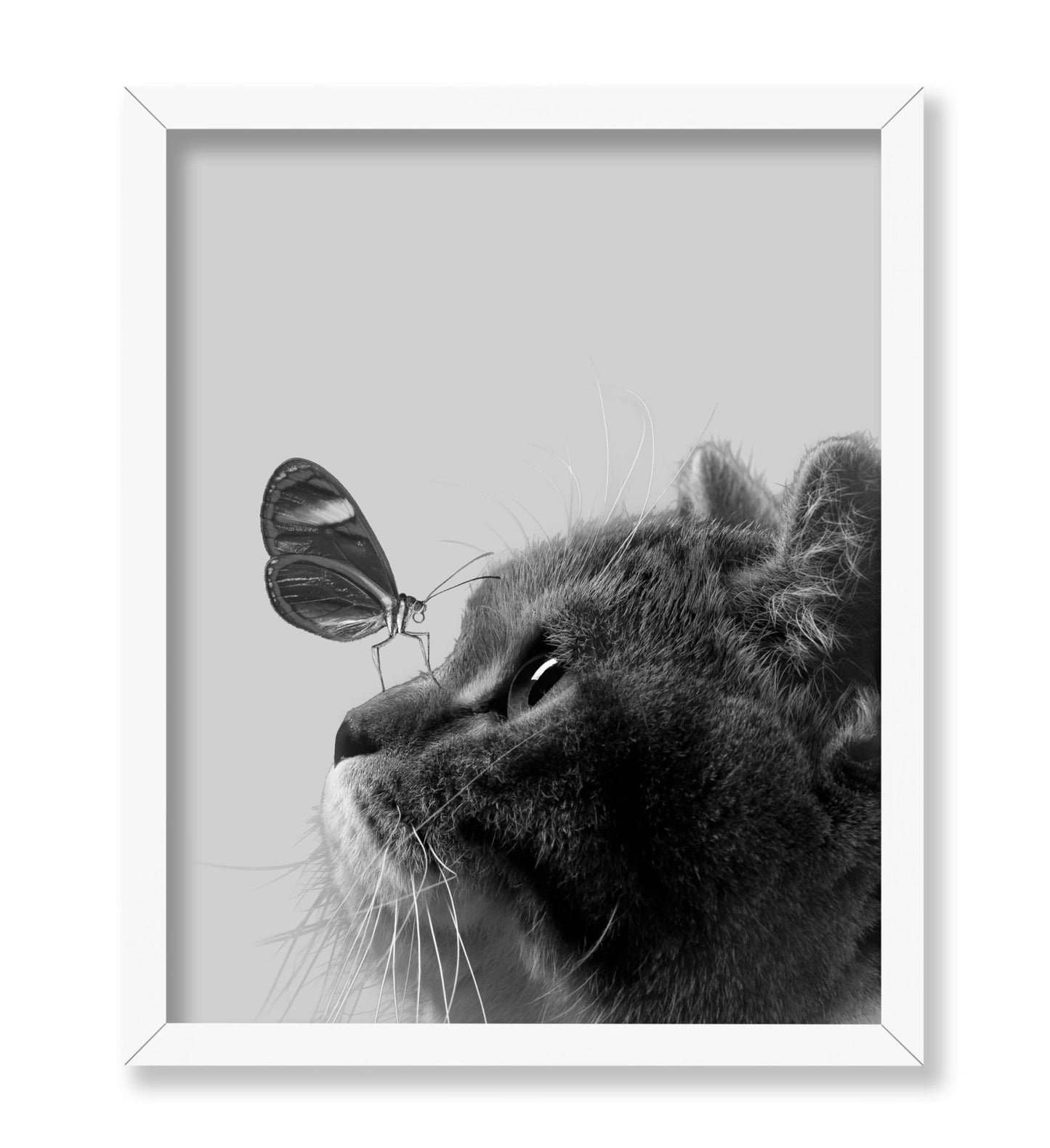 Butterfly on Cat