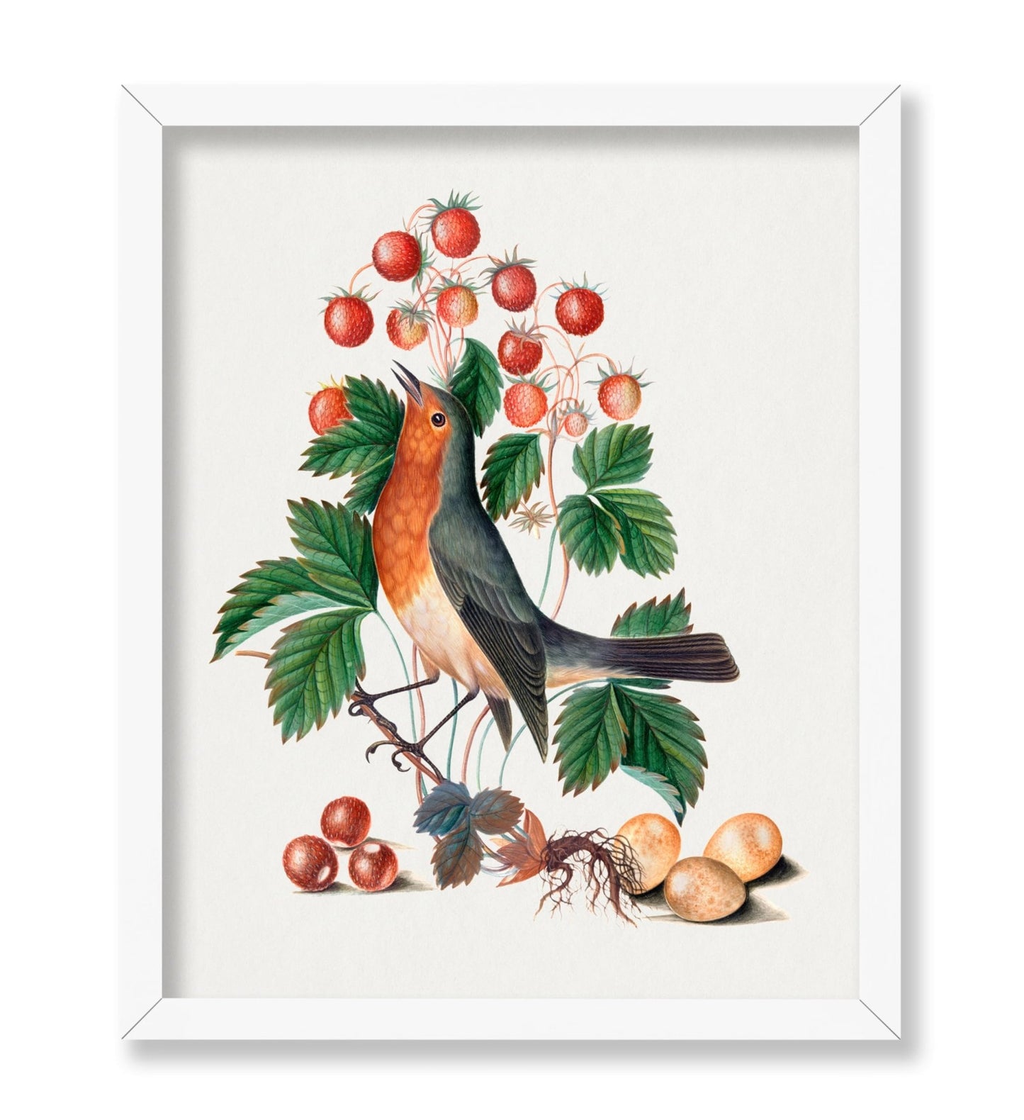 James Bolton - European Robin and Wild Strawberry