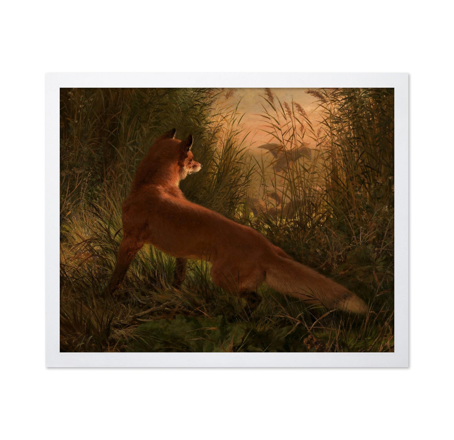 A Fox