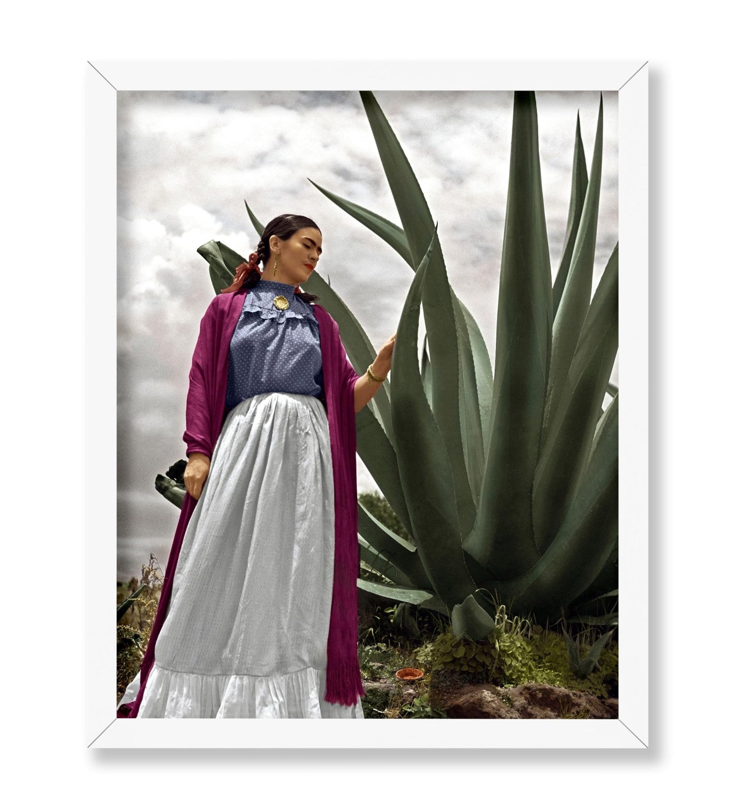 Frida Agave Plant