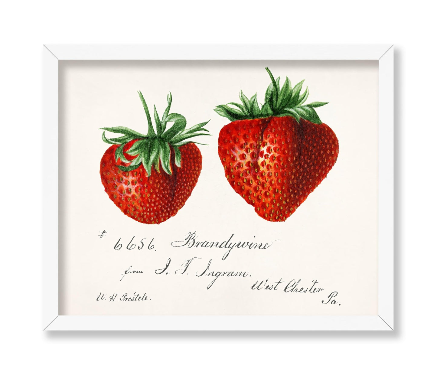 Strawberries
