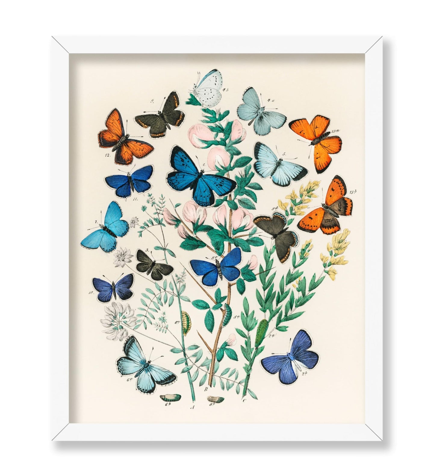 William Forsell Kirby - European Butterflies and Moths