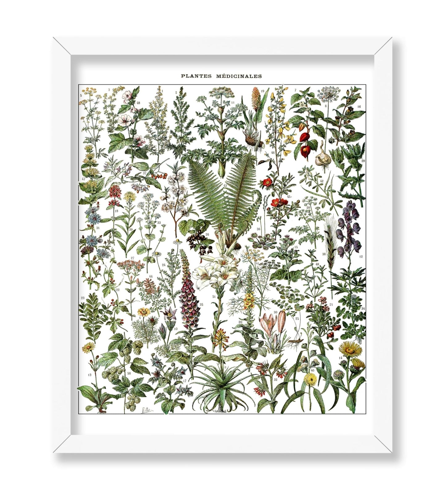 Adolphe Millot - Medicinal Plant