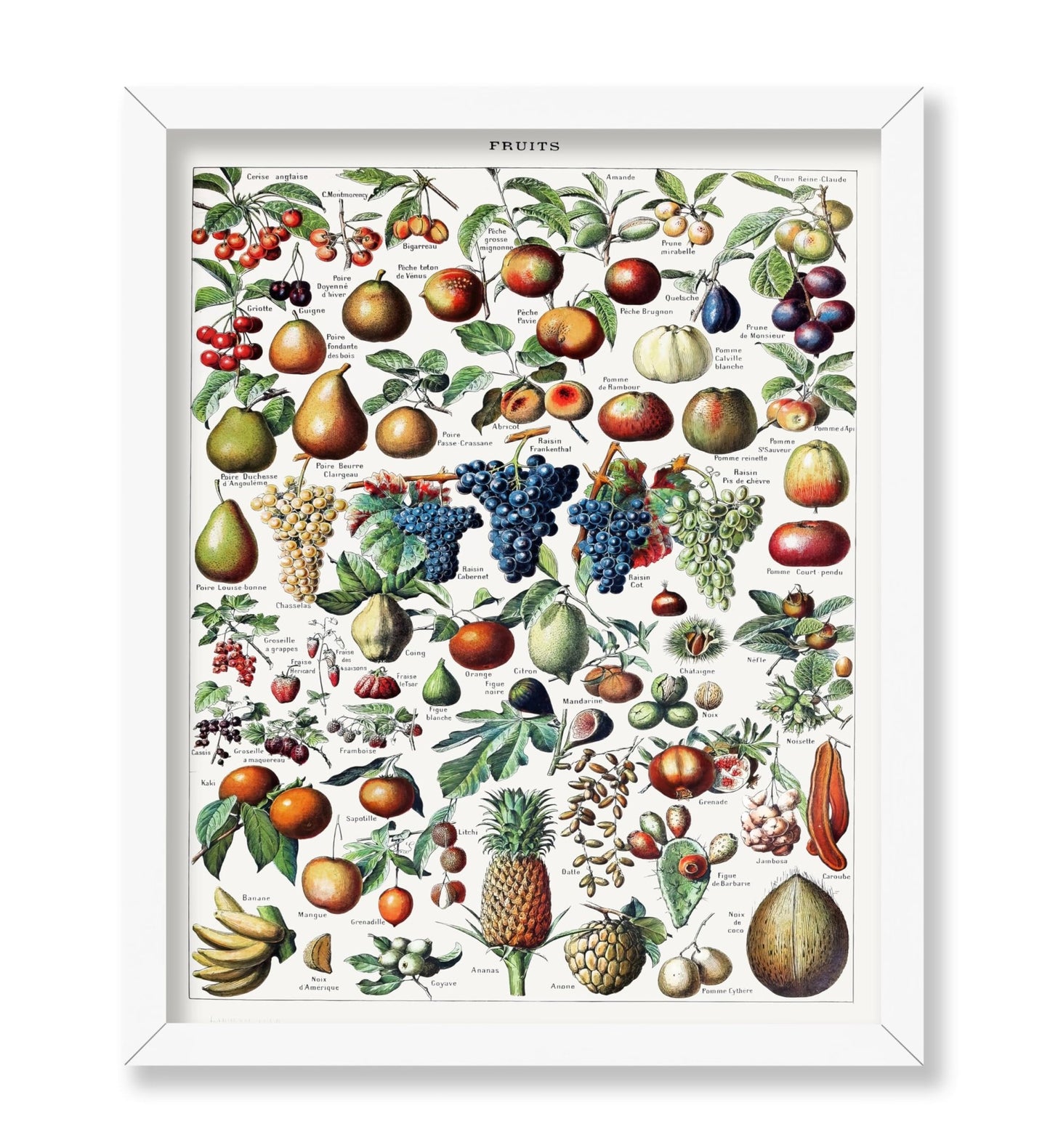 Adolphe Millot - Fruits