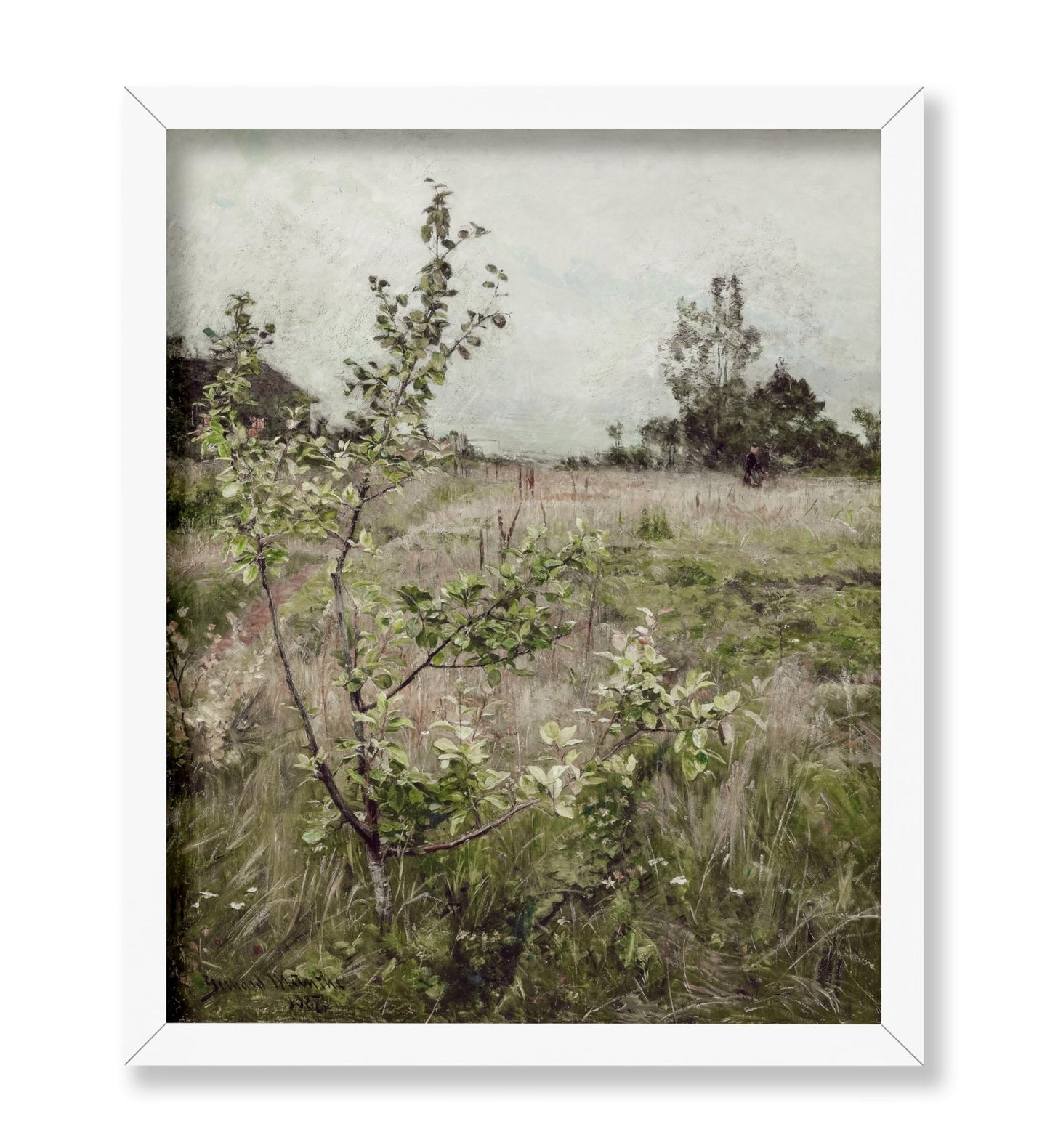Field of Meadows