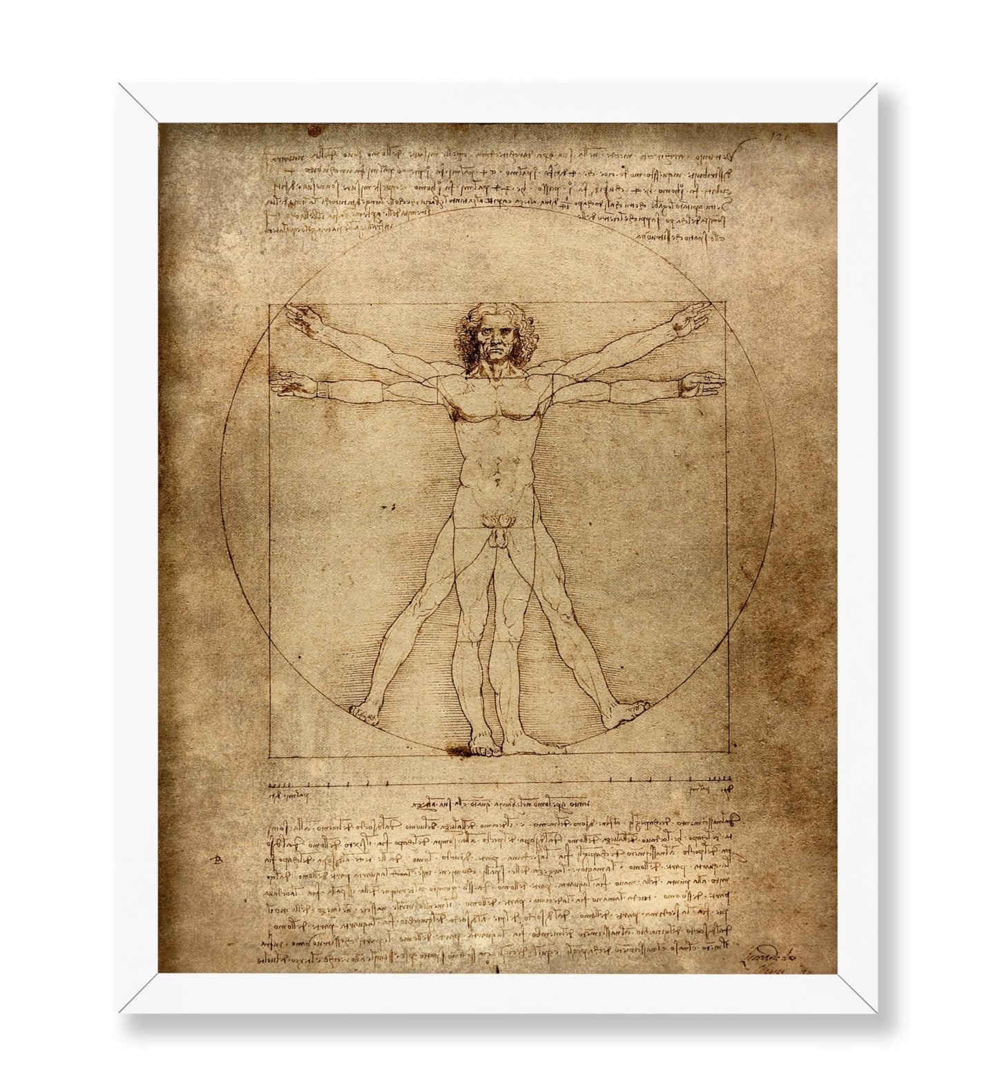 Leonardo Da Vinci - Vitruvian Man