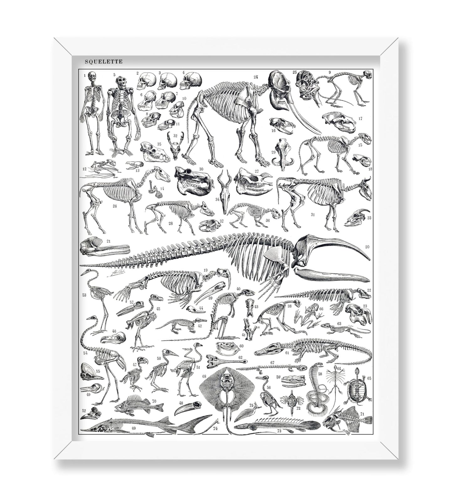 Engraving of Skeletons of Man, Monkeys, Dinosaurs Poster
