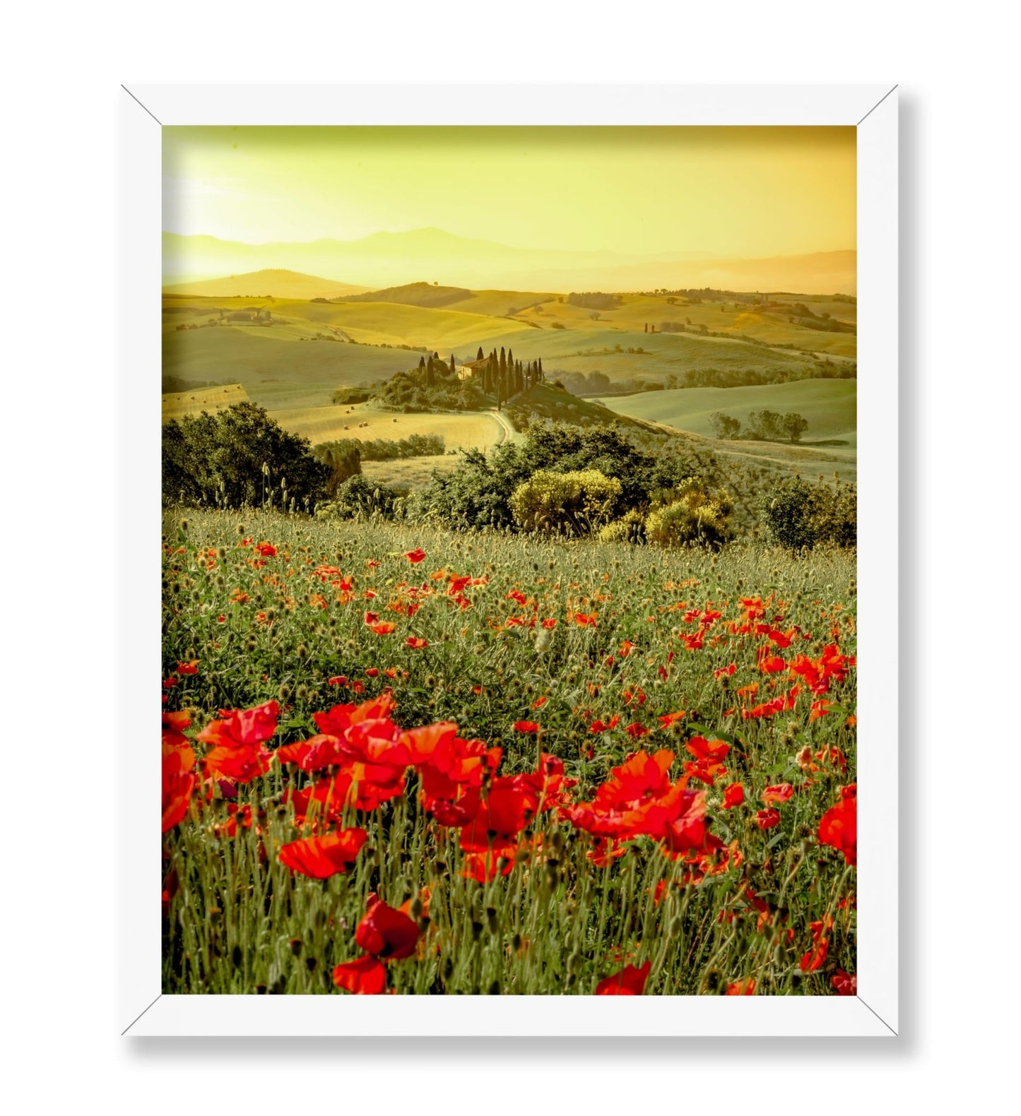 Poppy Flower