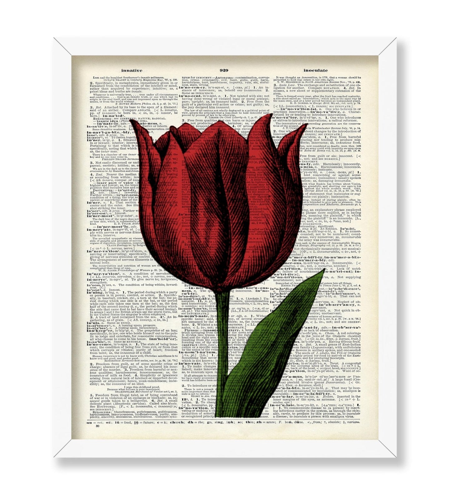 Red Tulip