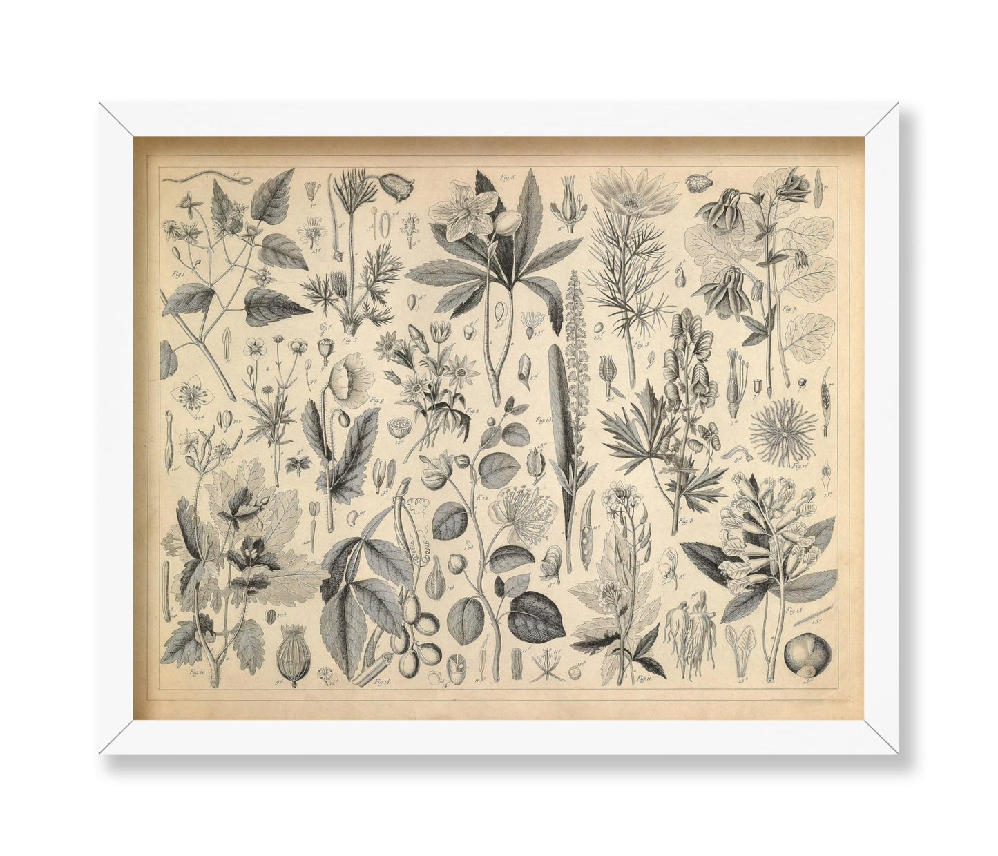 Cultivated Plants of the Ranunculaceae and Other Families