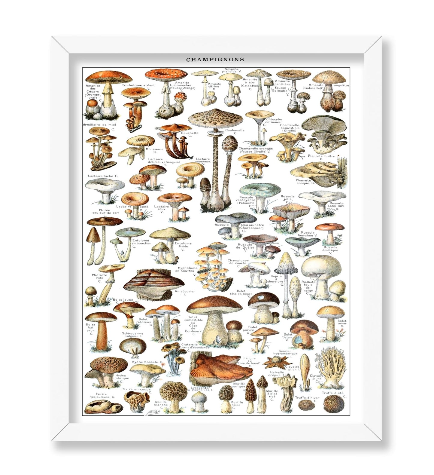 Different Fungus Species