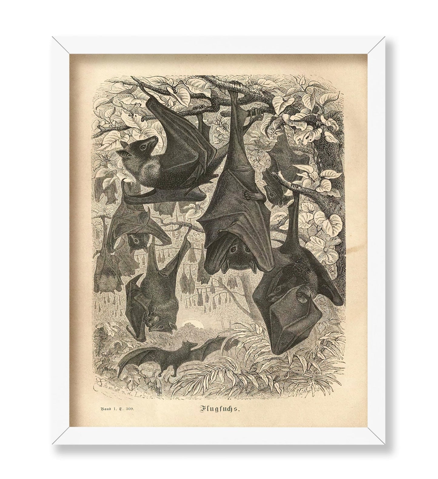 Flying Foxes