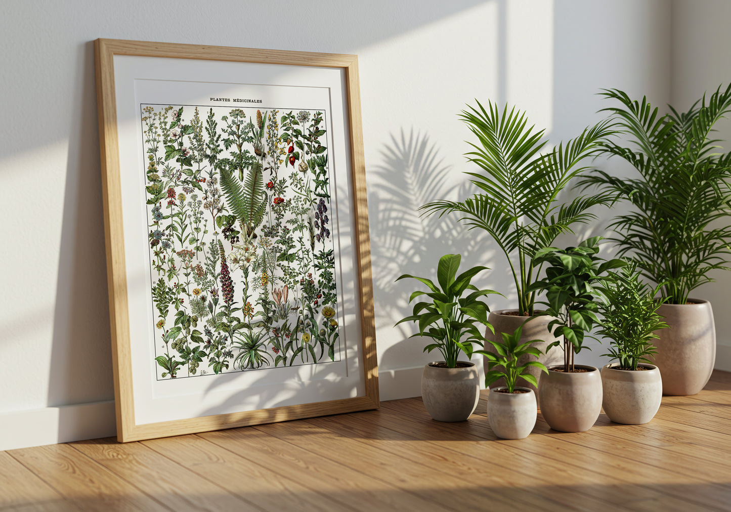 Adolphe Millot - Medicinal Plant