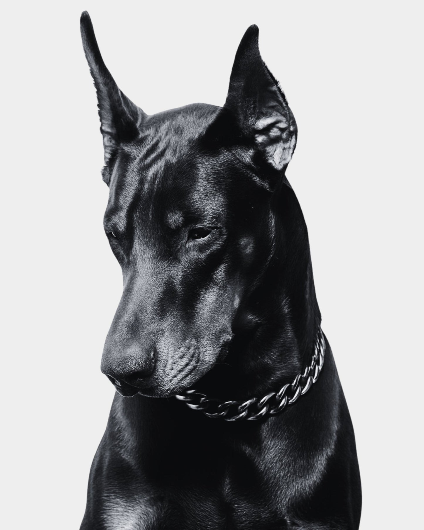 Doberman Pinscher