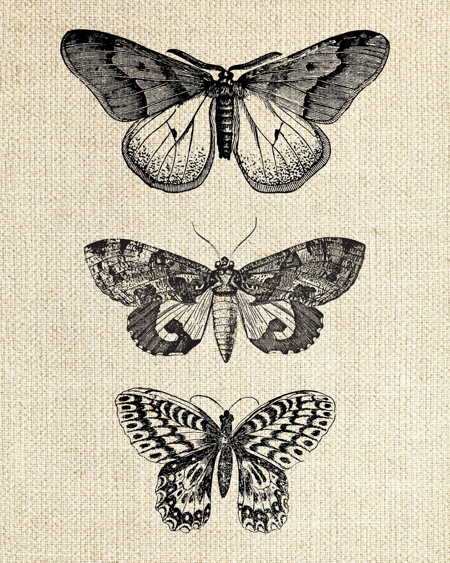 Butterfly & Moths