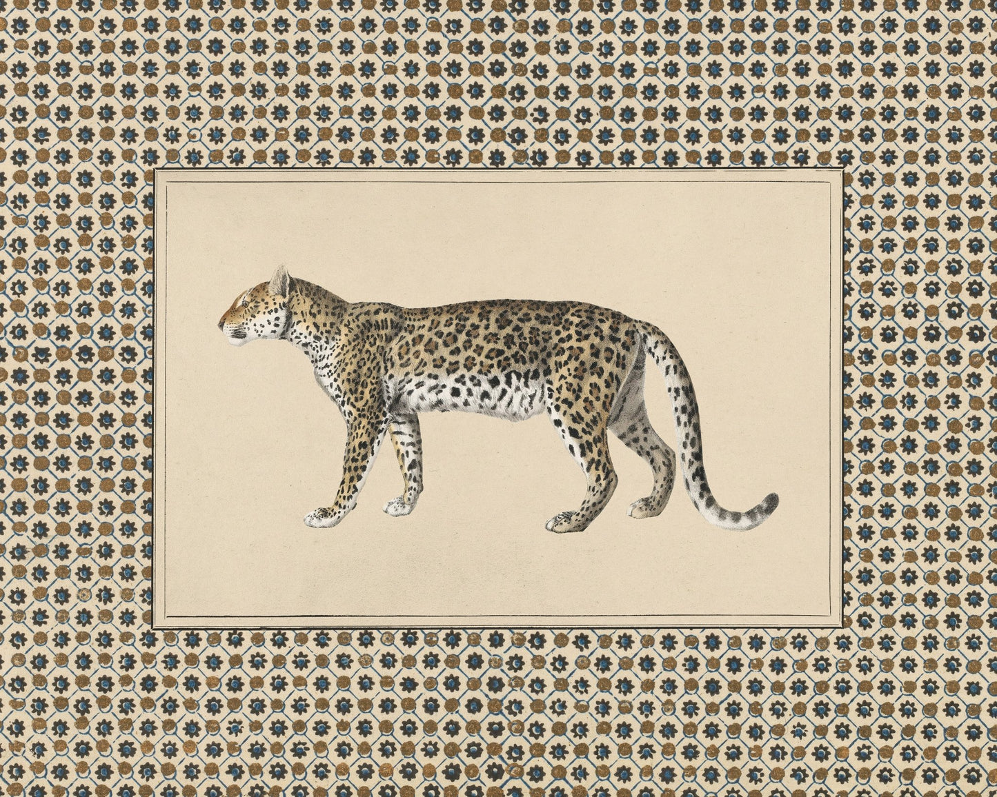Senegal Cheetah