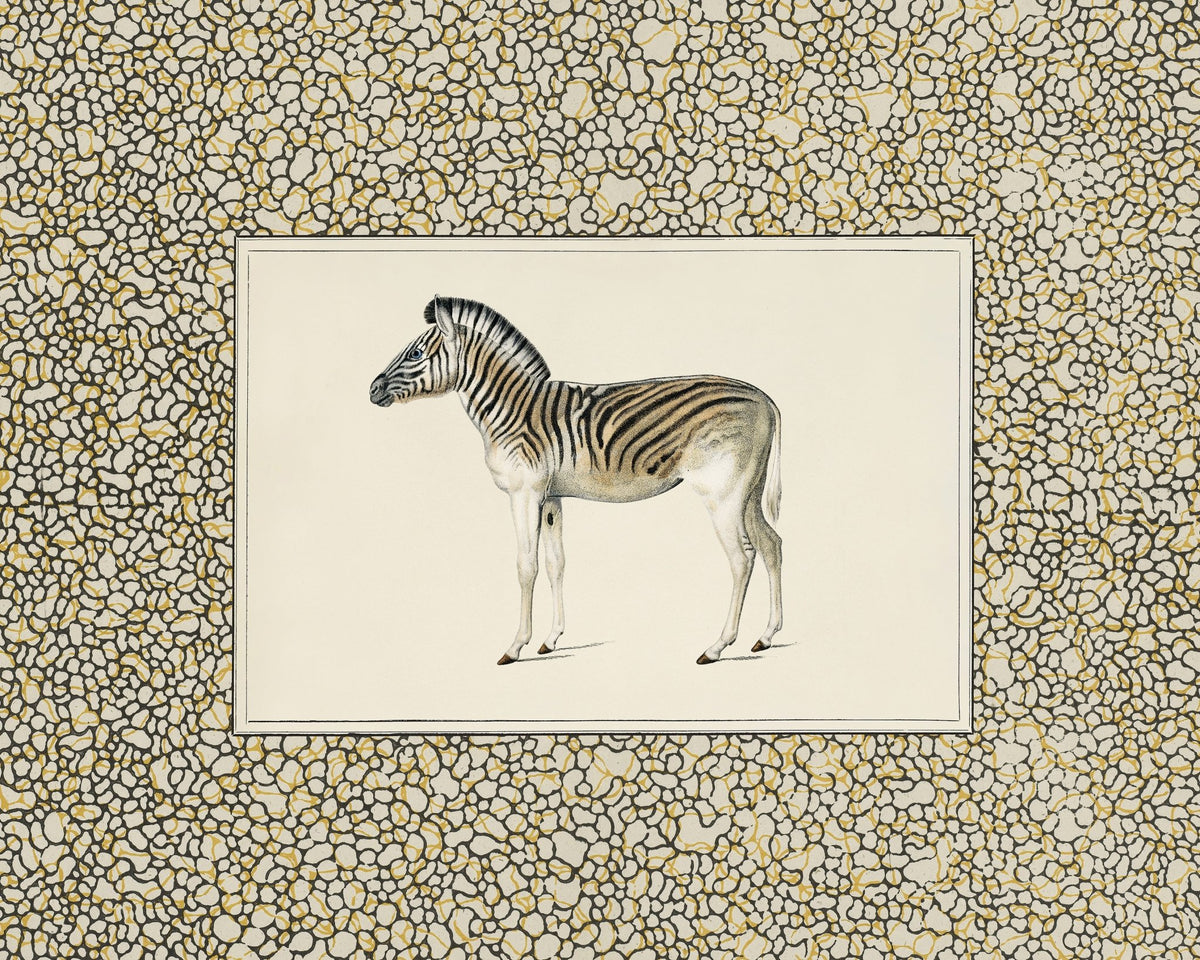 Moountain Zebra