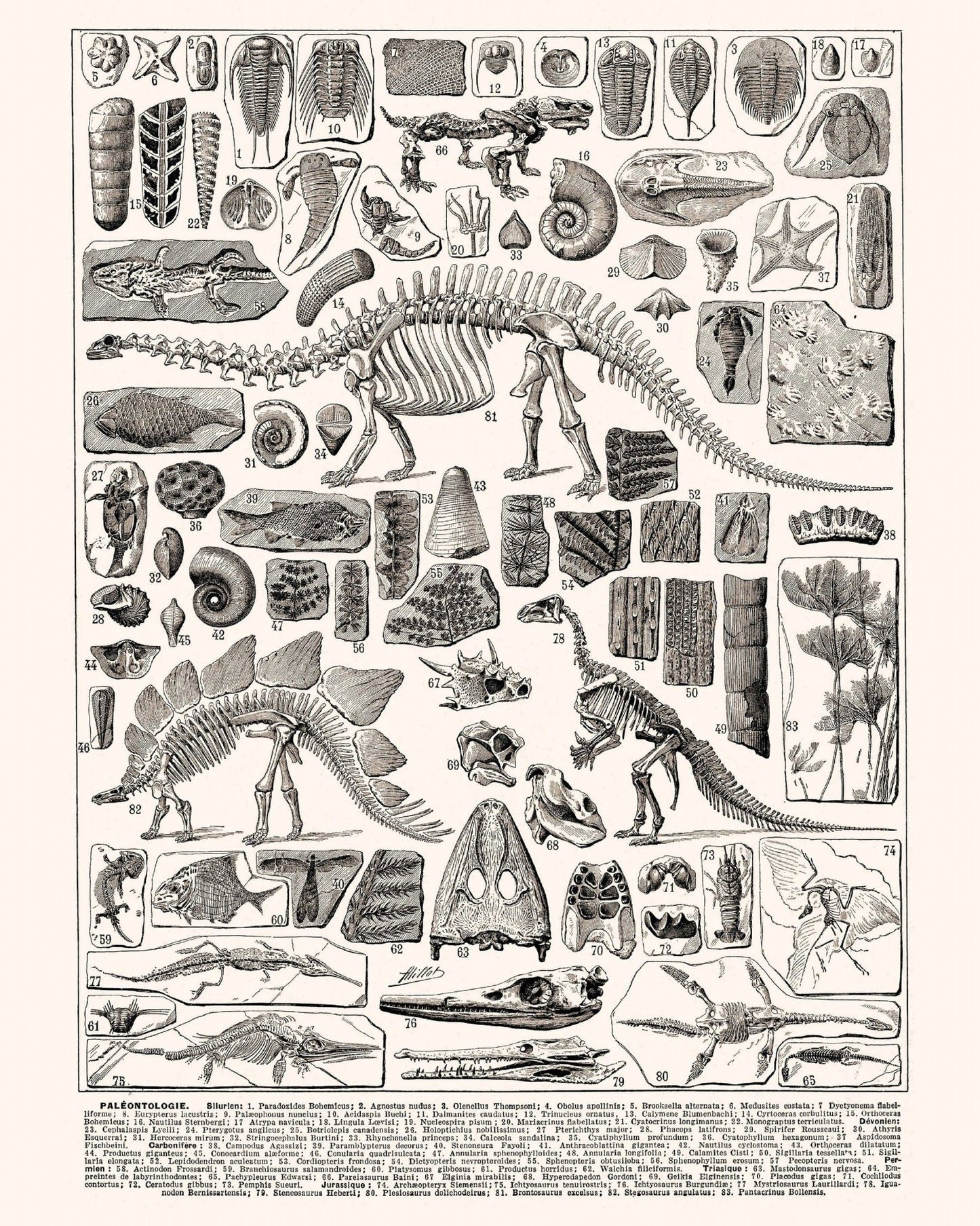 Paleontology