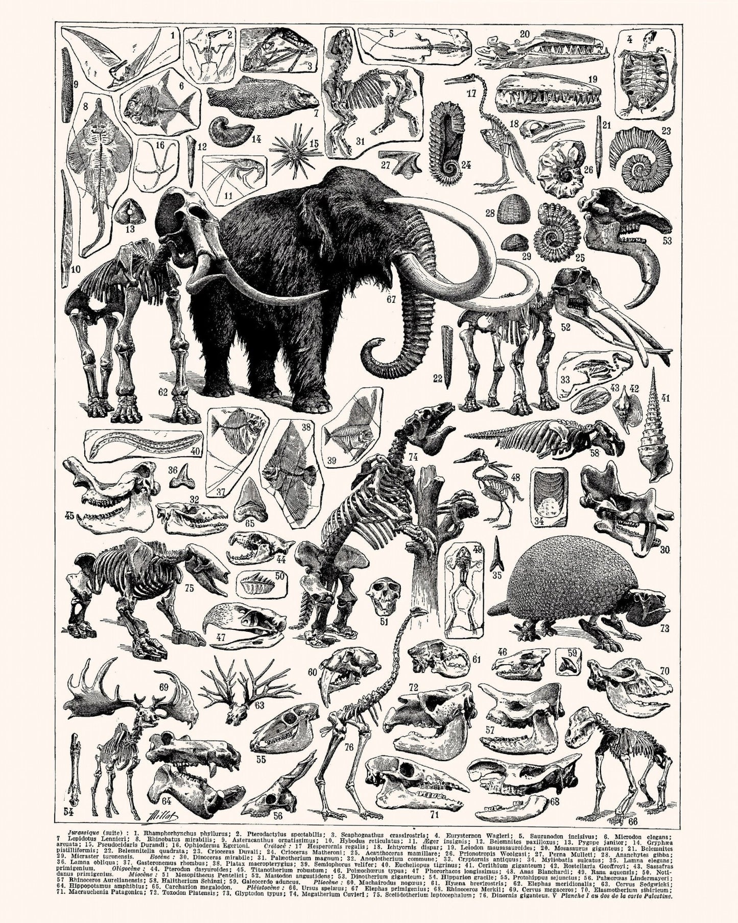 Paleontology NO2
