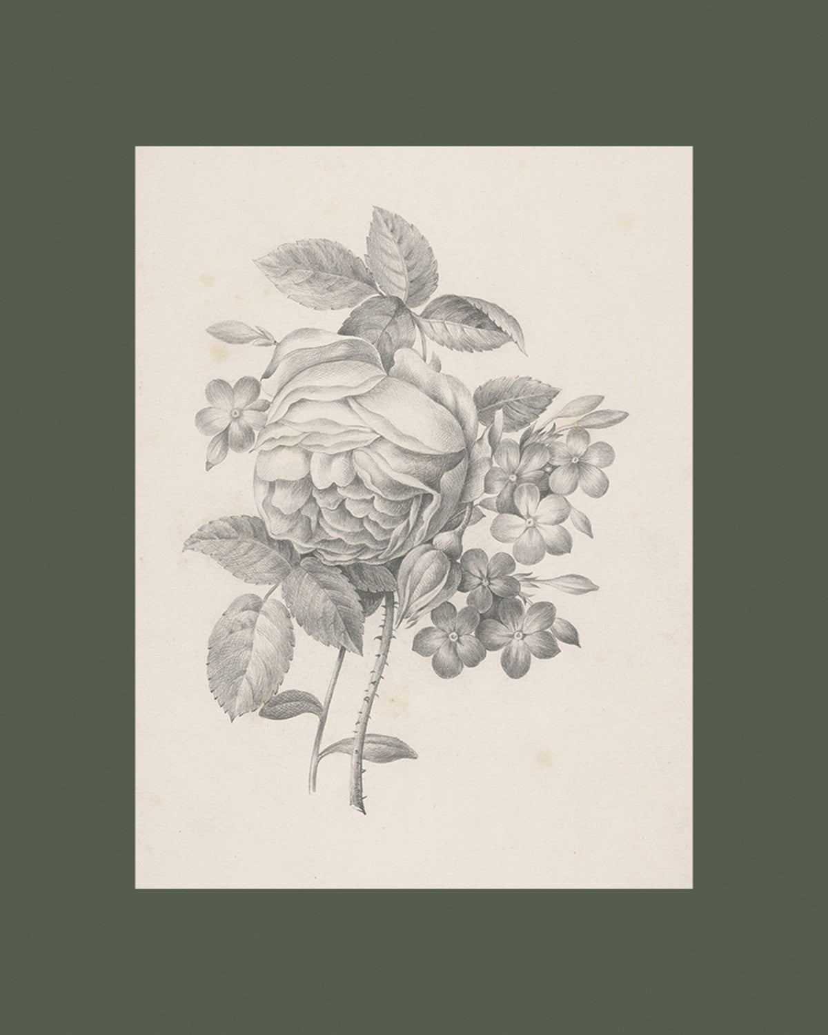 Rose & Other Flowers