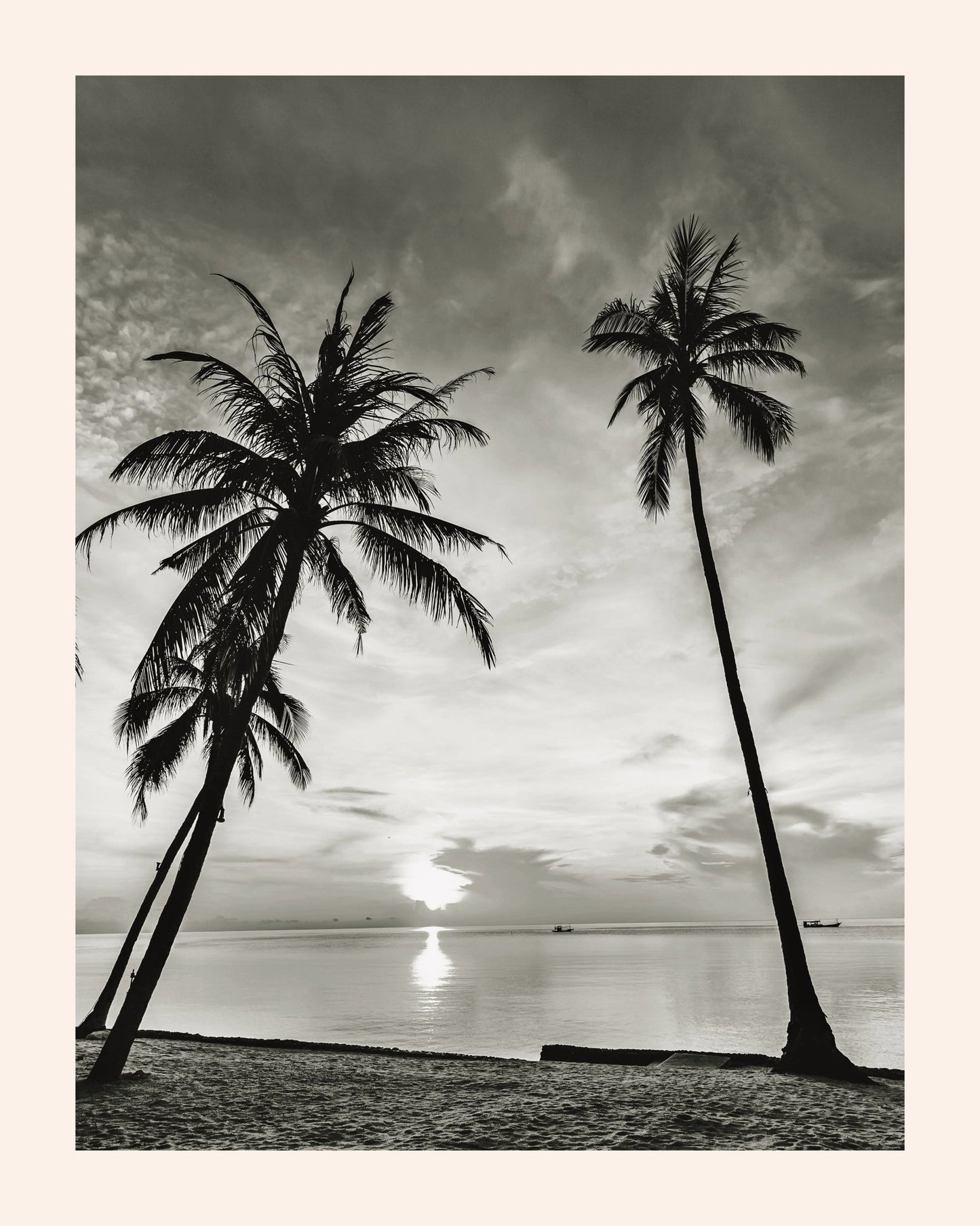 Miami Palm Trees