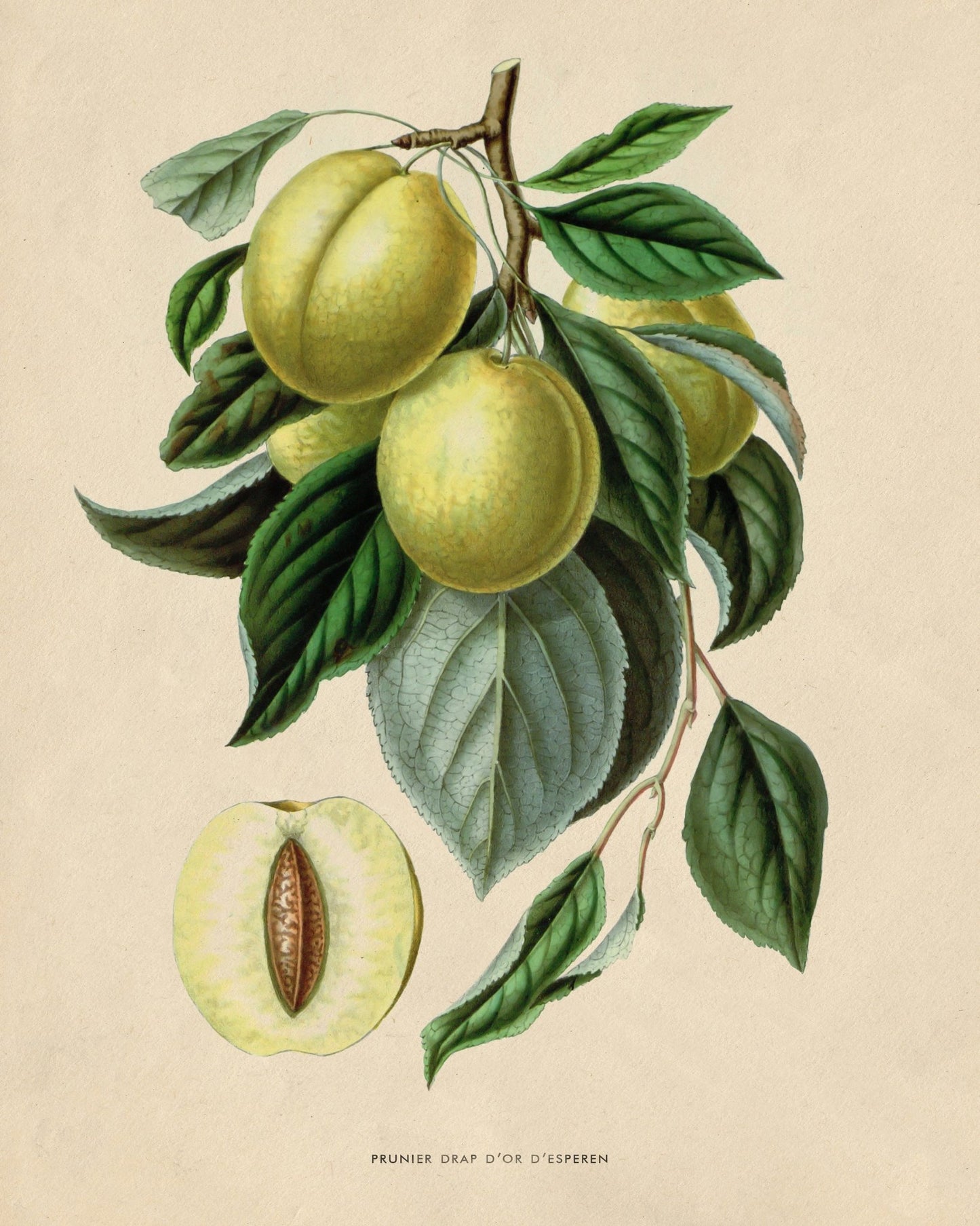 Golden Esperen Plum