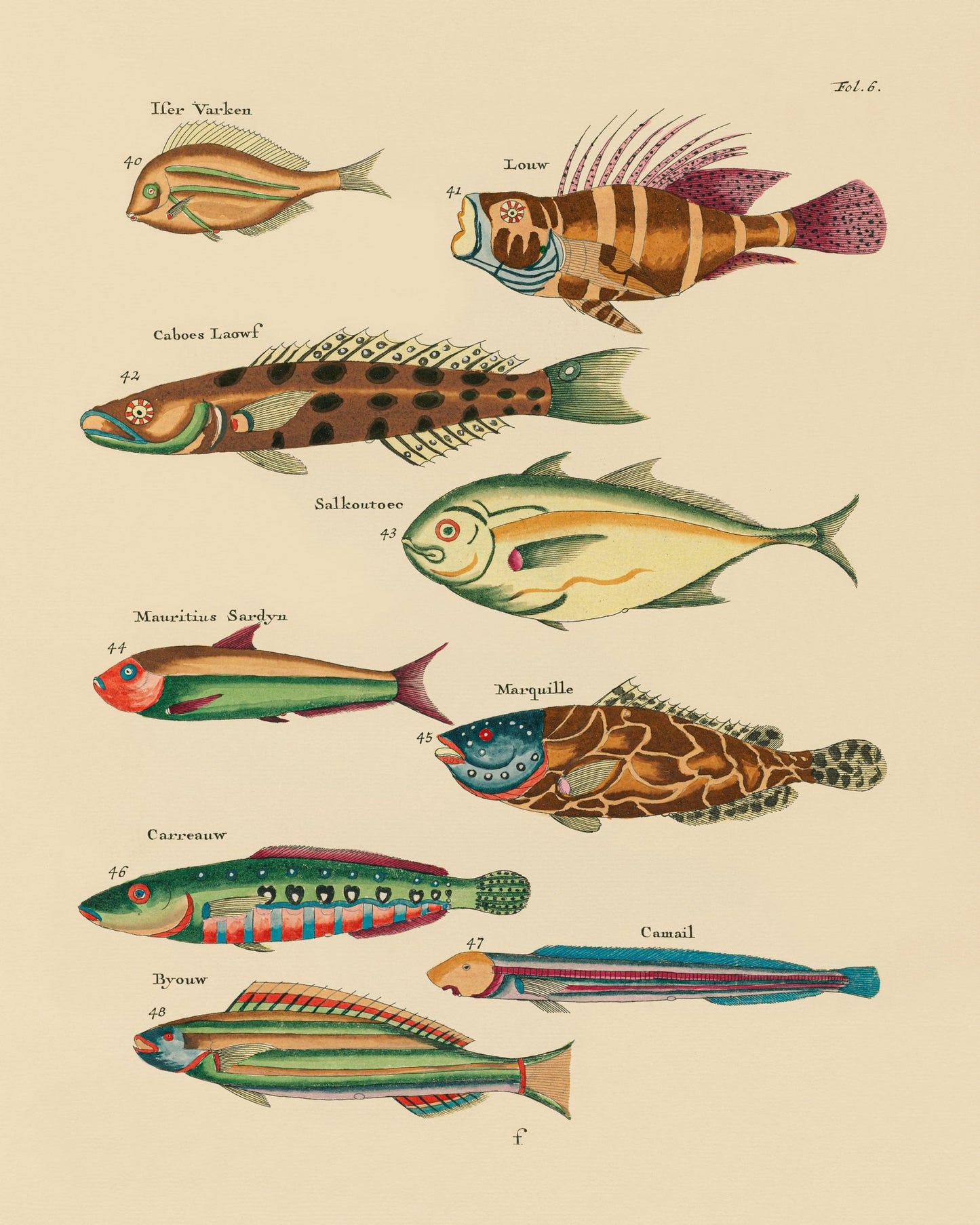 Fish Species NO4