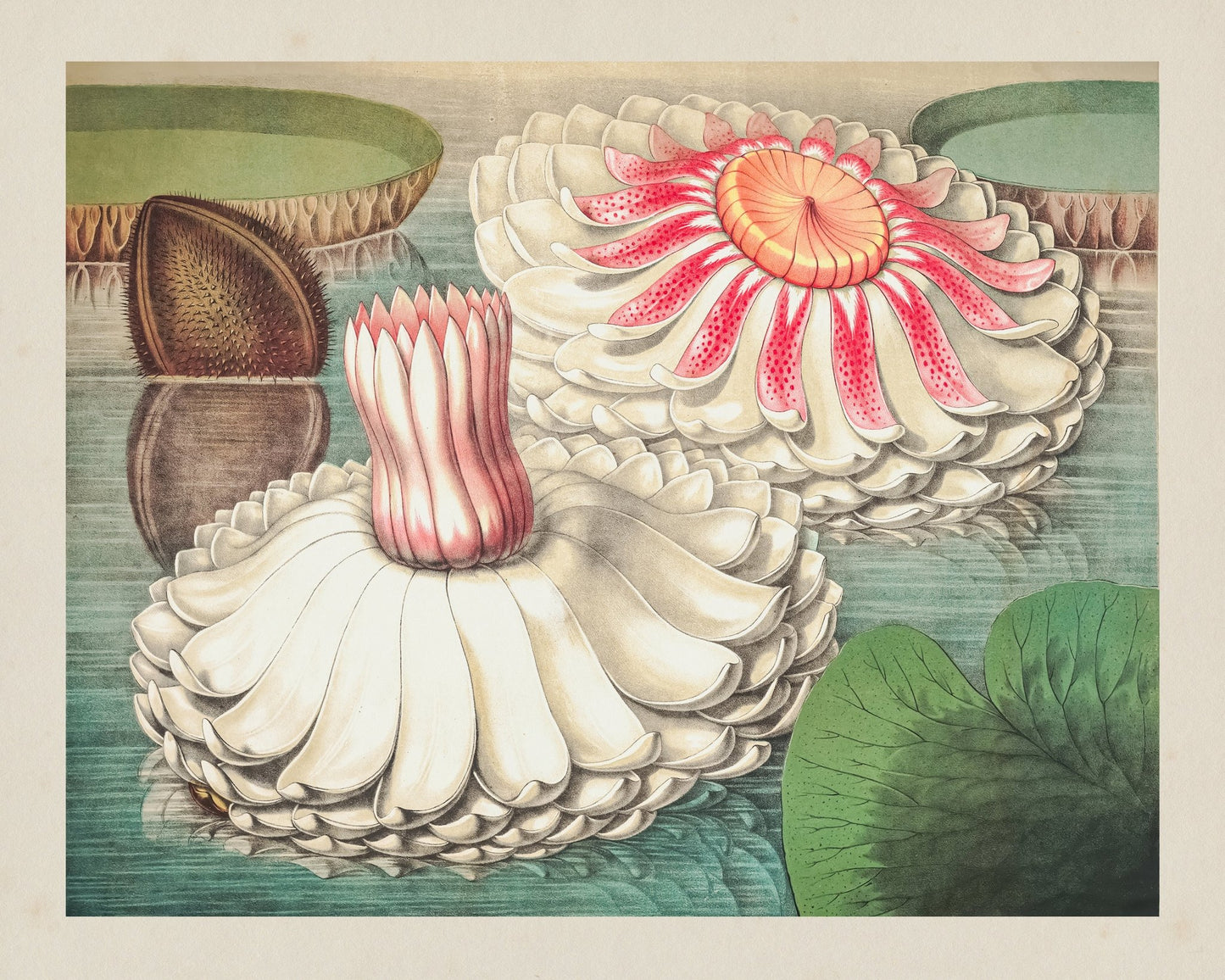 GIant Water Lily NO2