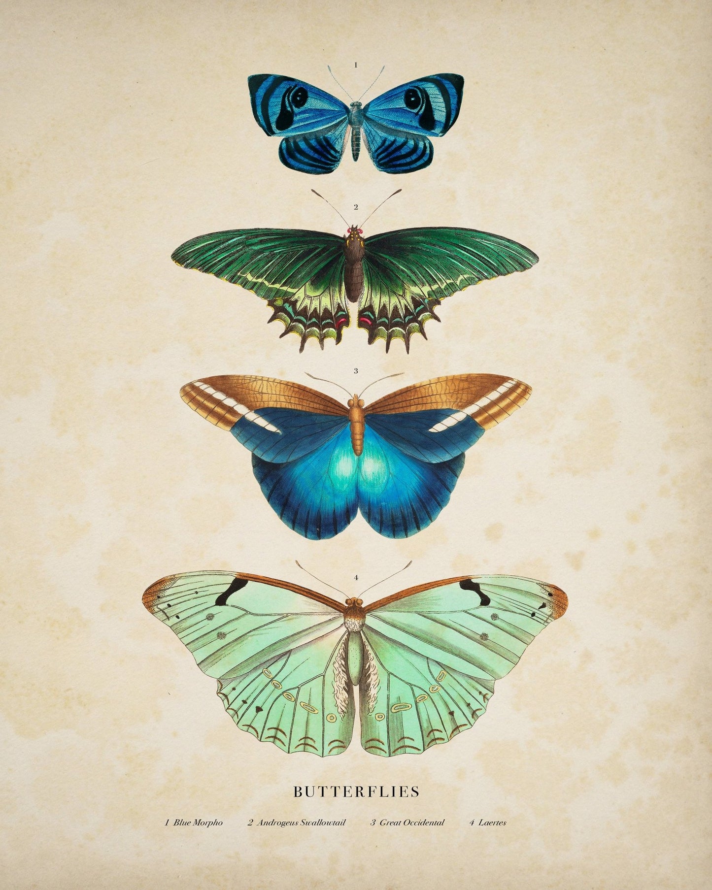 Four Butterflies