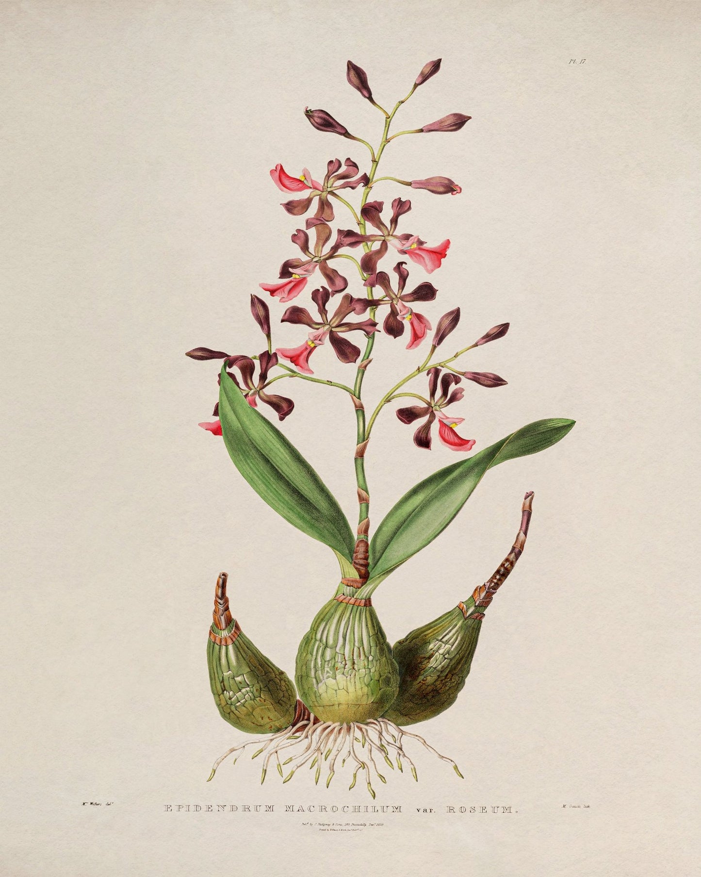 Orchid Flower NO2