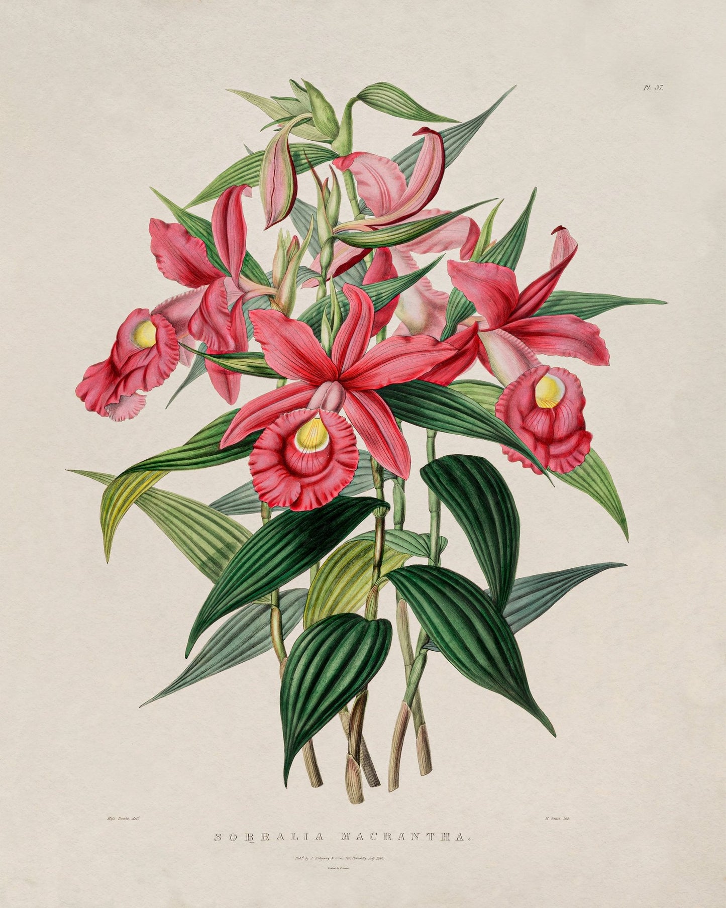 Orchid Flower NO3