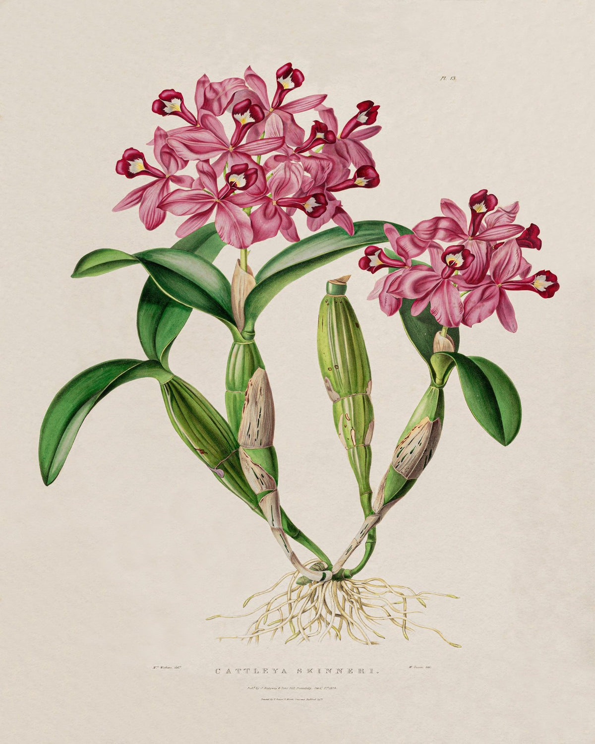 Orchid Flower NO4