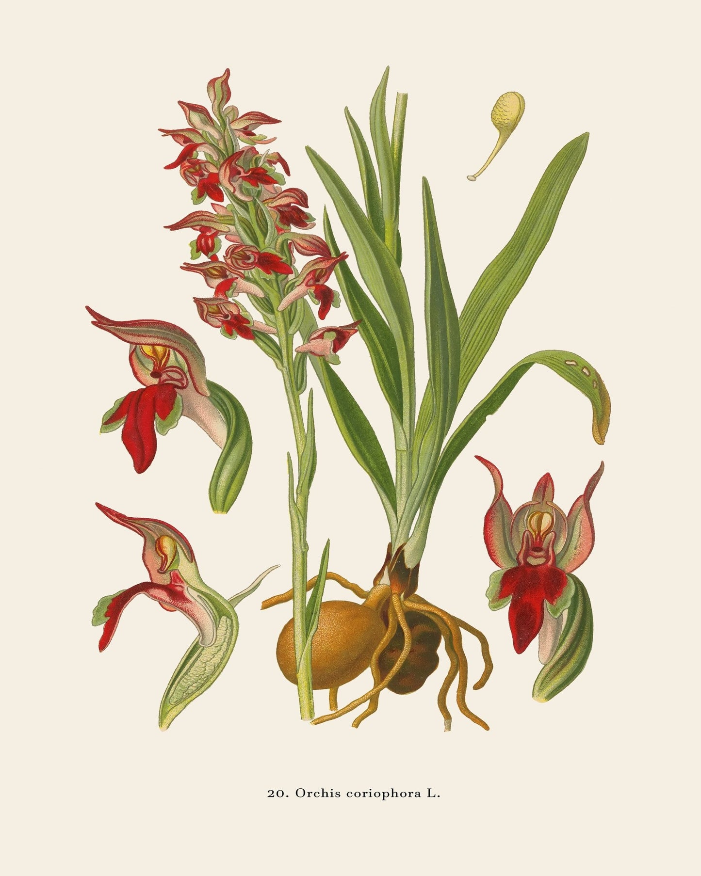Bug Orchid