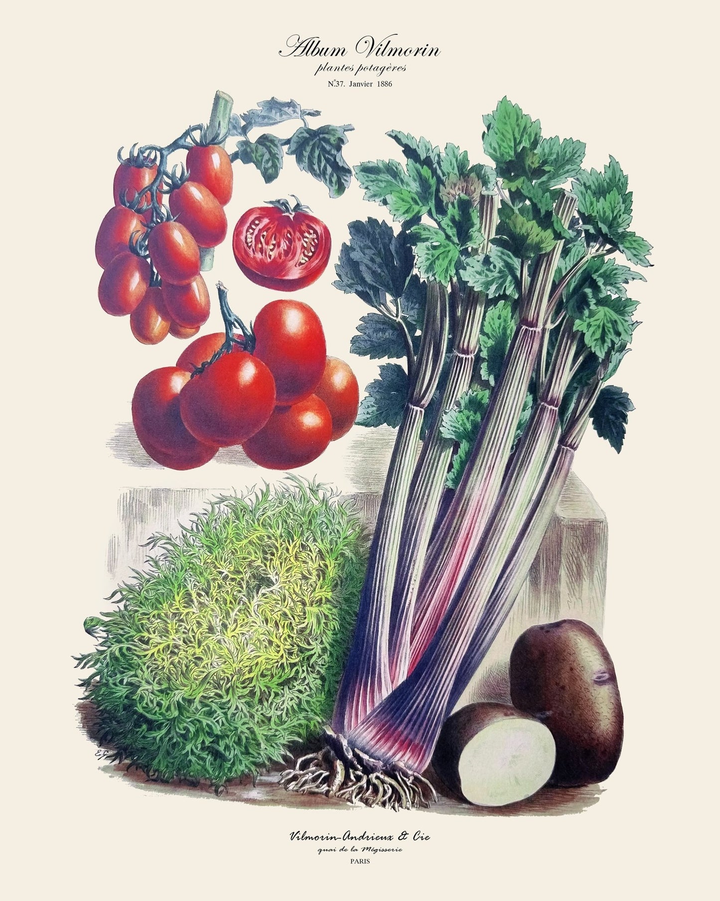 Album Vilmorin NO4