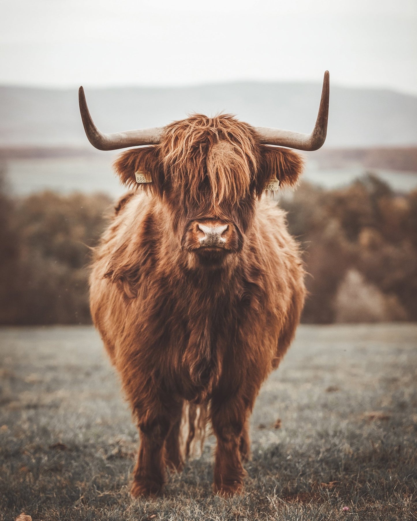 Highland Cow