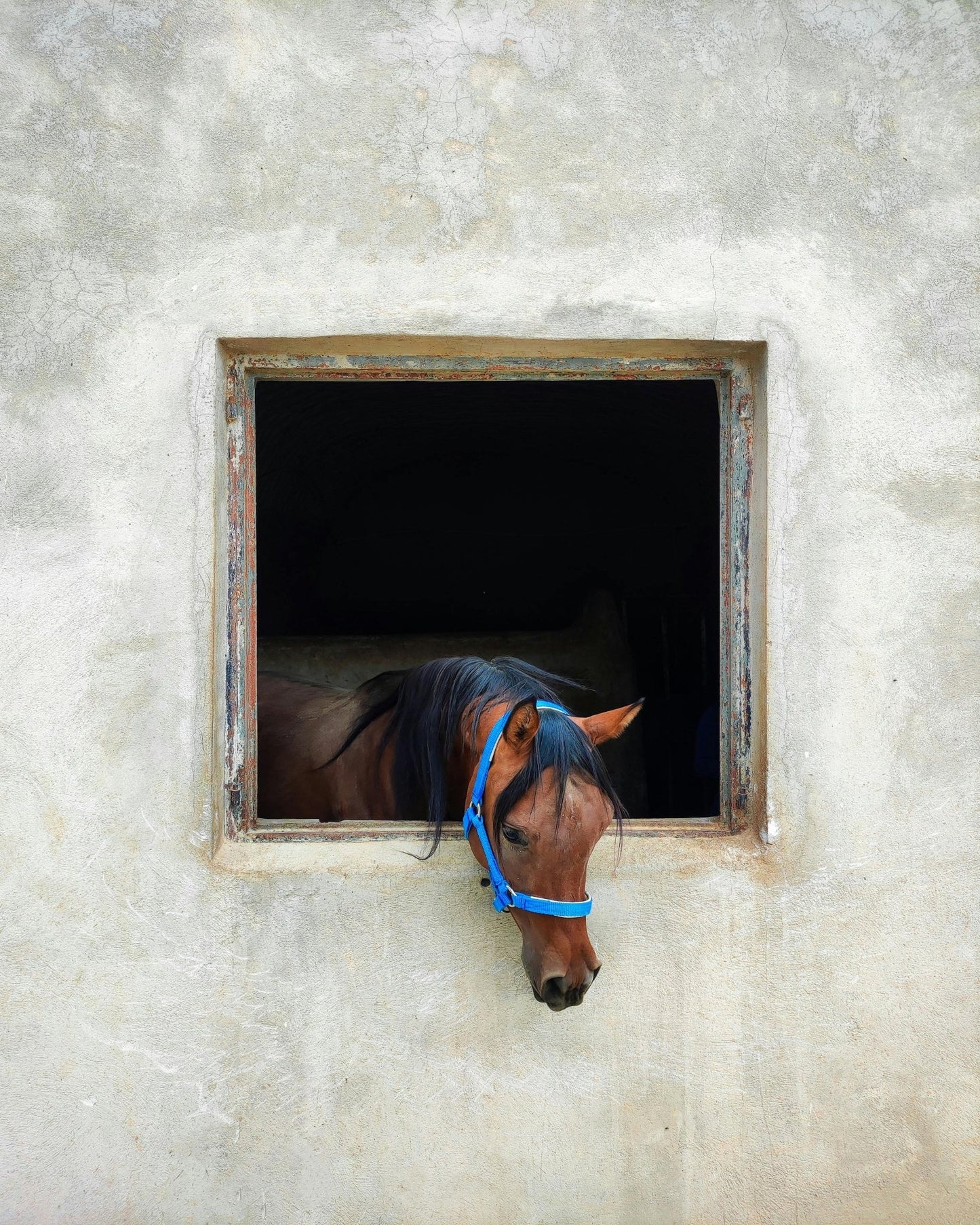 Horse Looking Out The Window