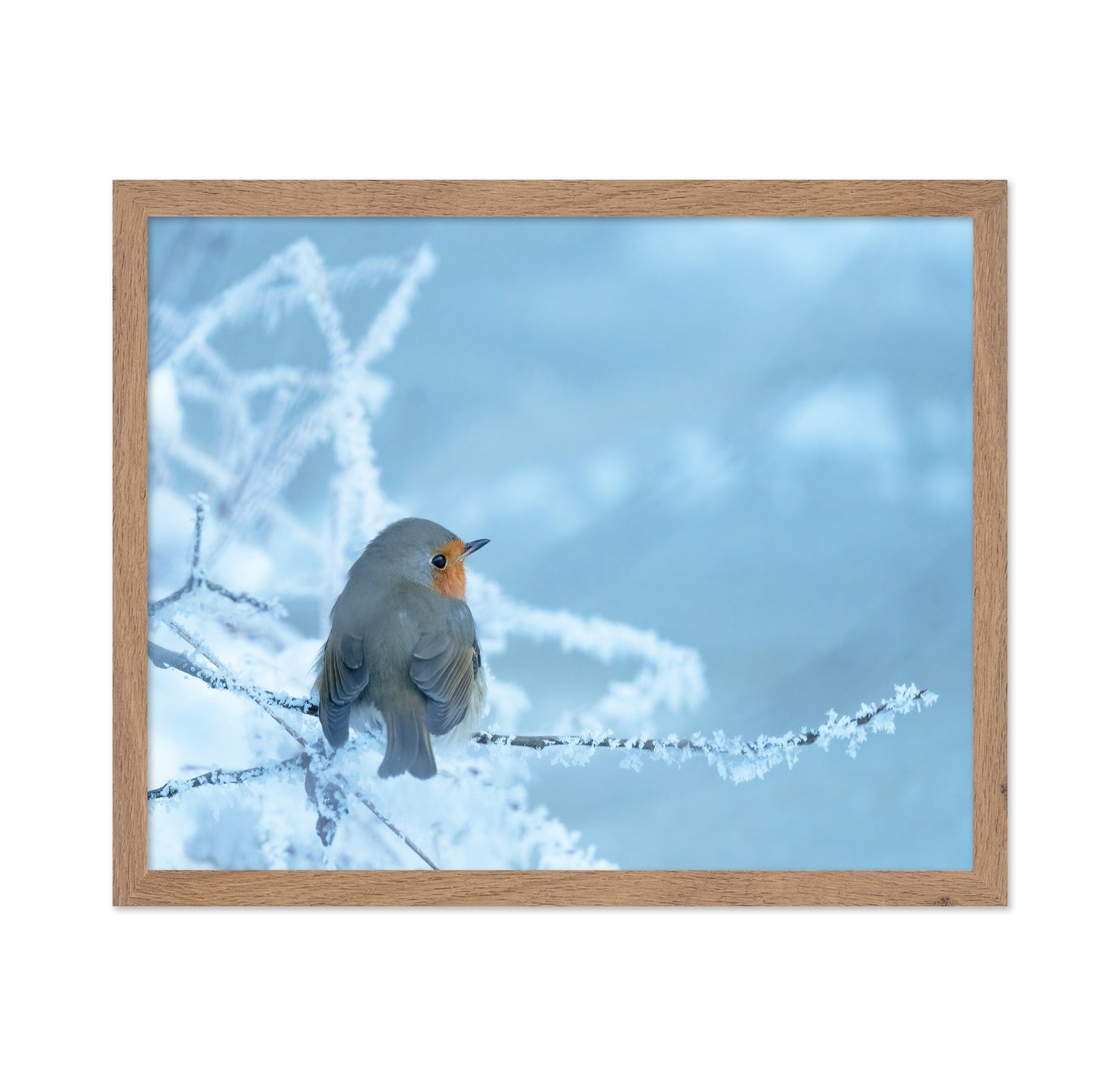 Robin on a Snowy Branch