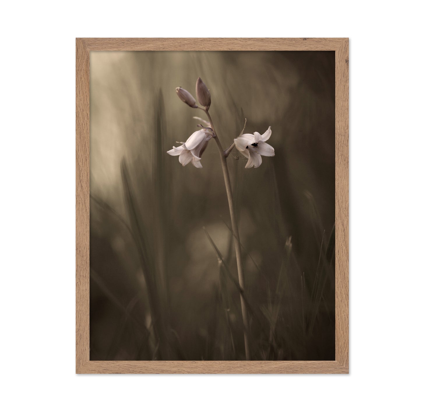 A Small Flower On The Ground