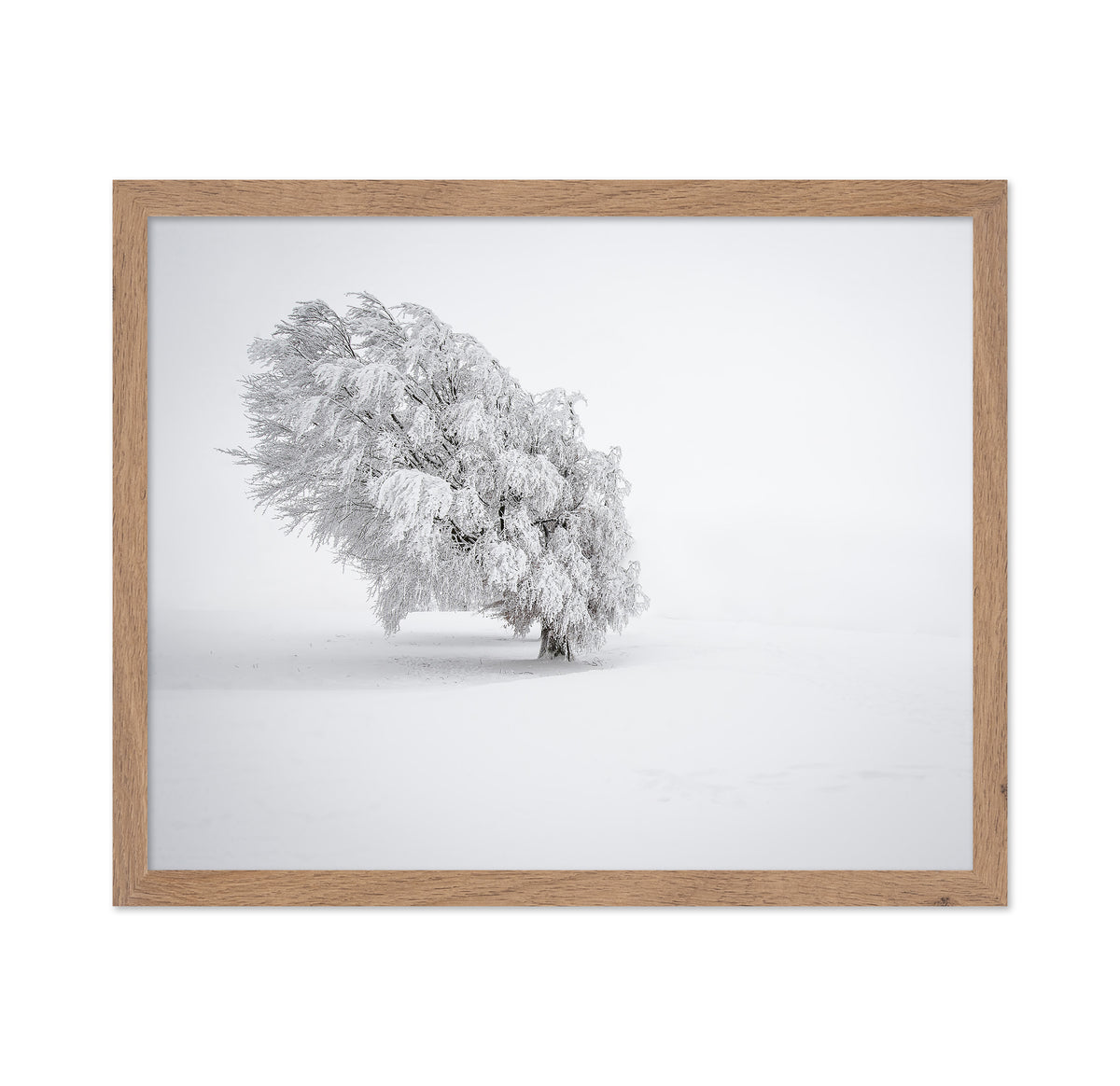 Snowy Tree