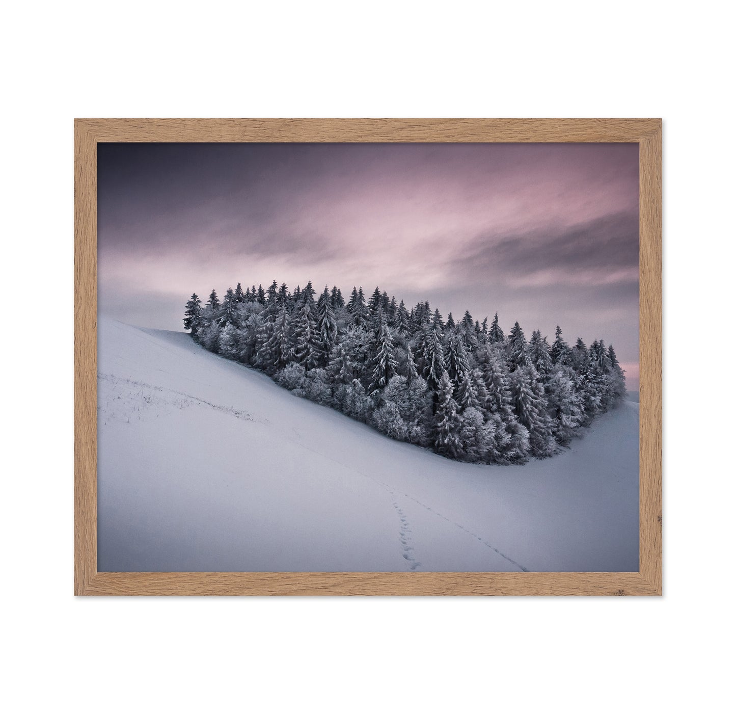 Snowy Cluster of Trees