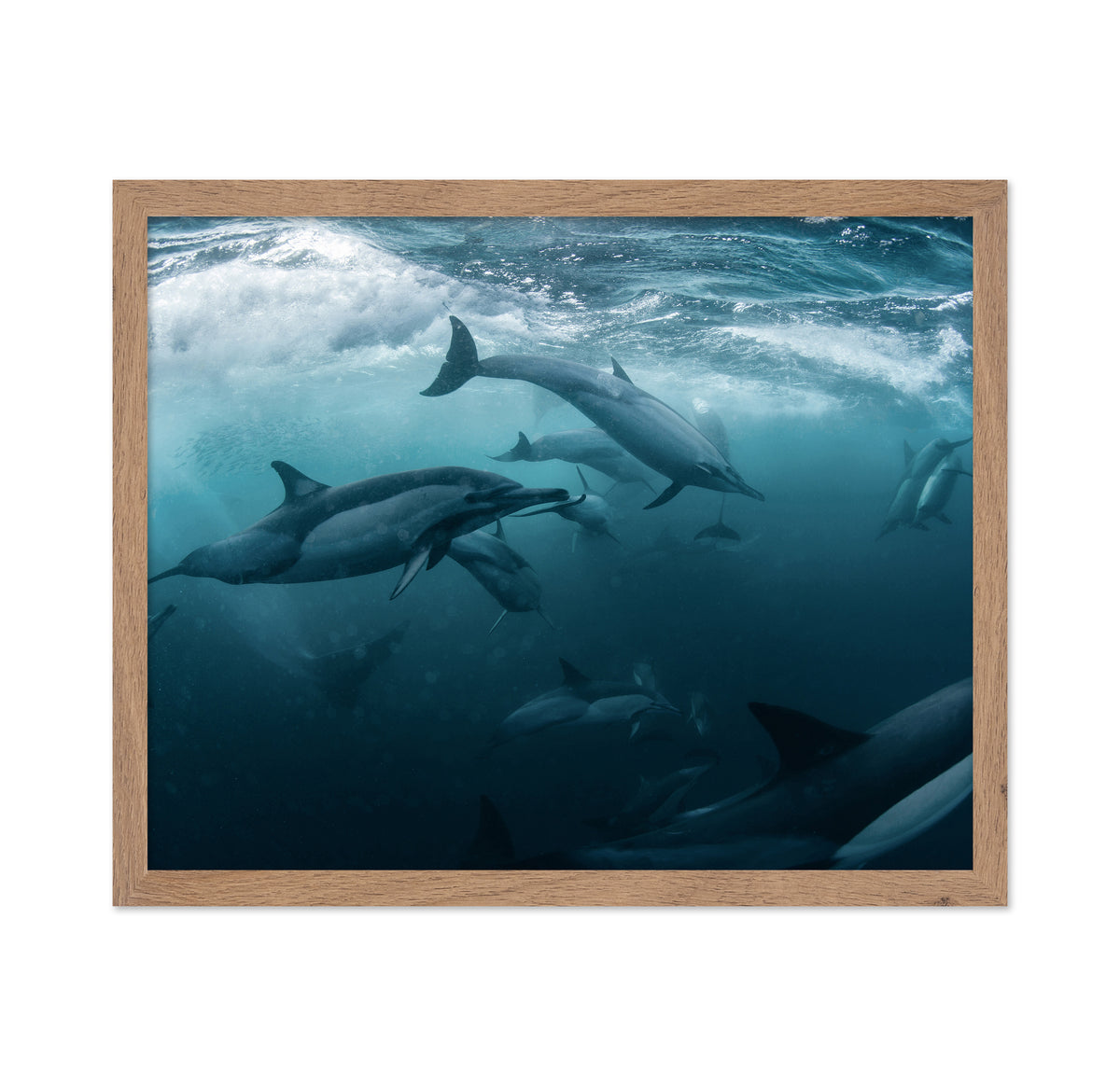 Dolphine Run