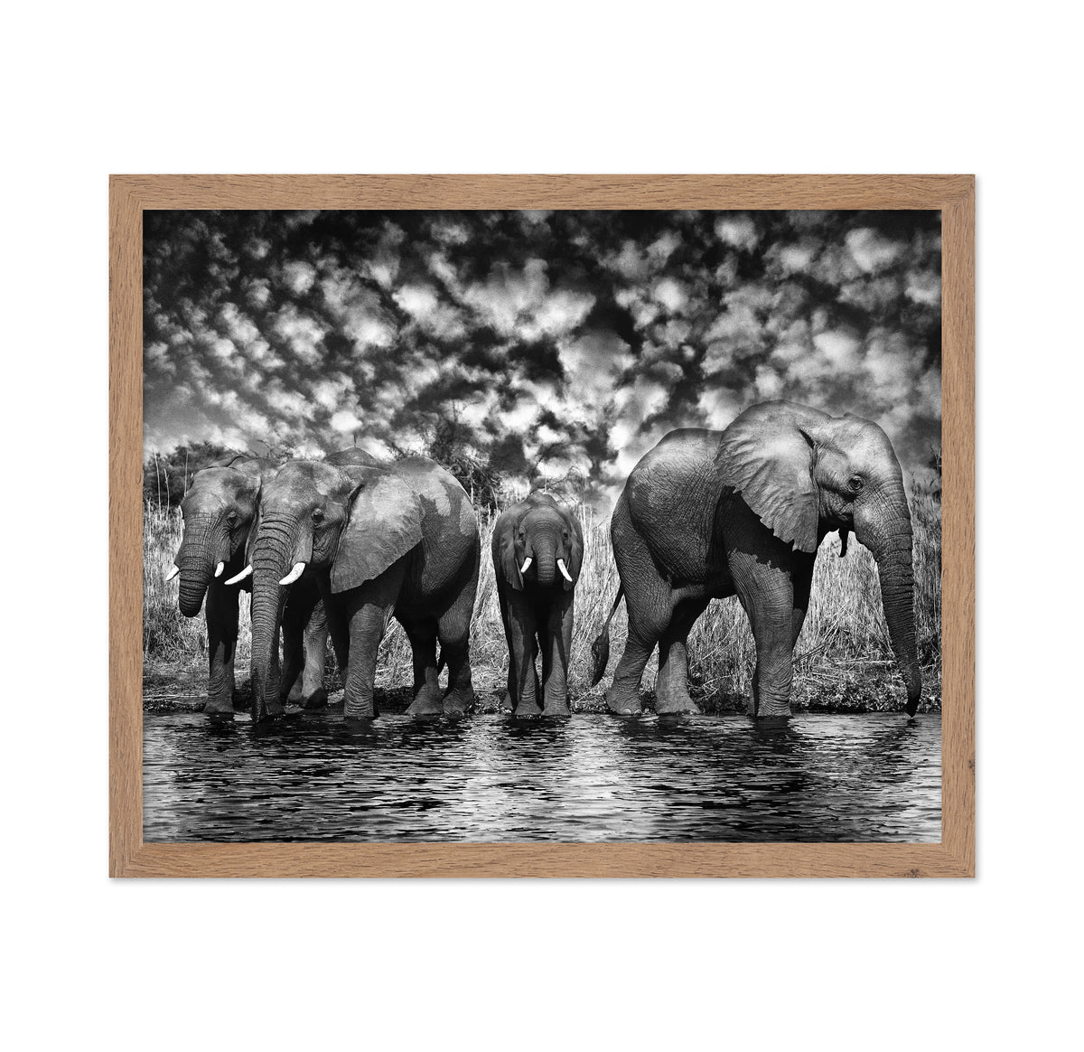 Herd of African Elephants
