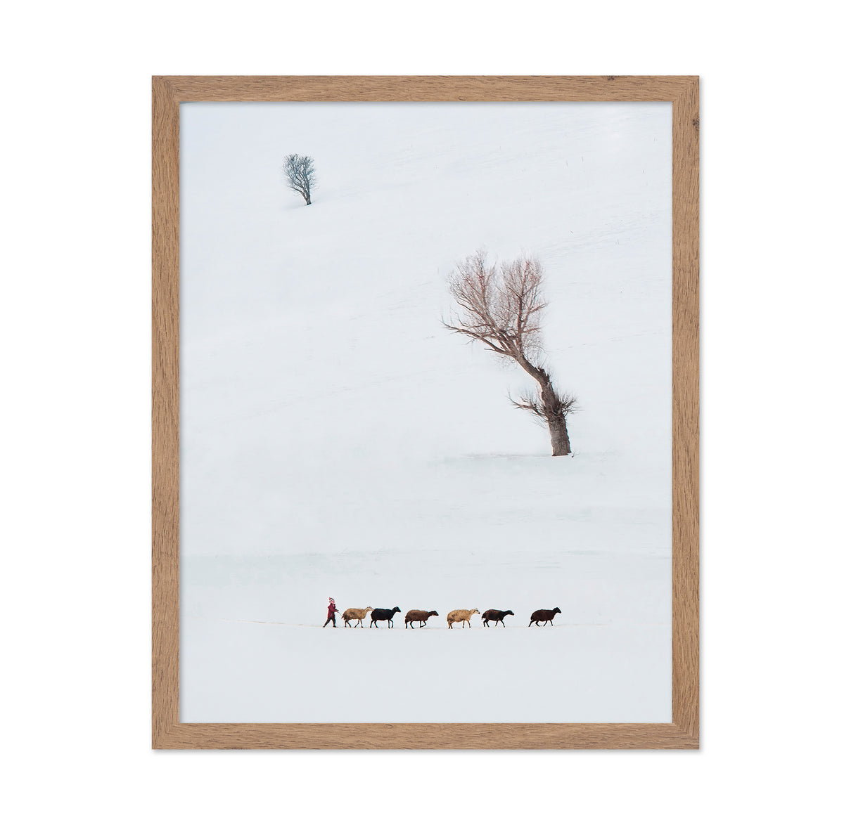 Solitary Shepherd
