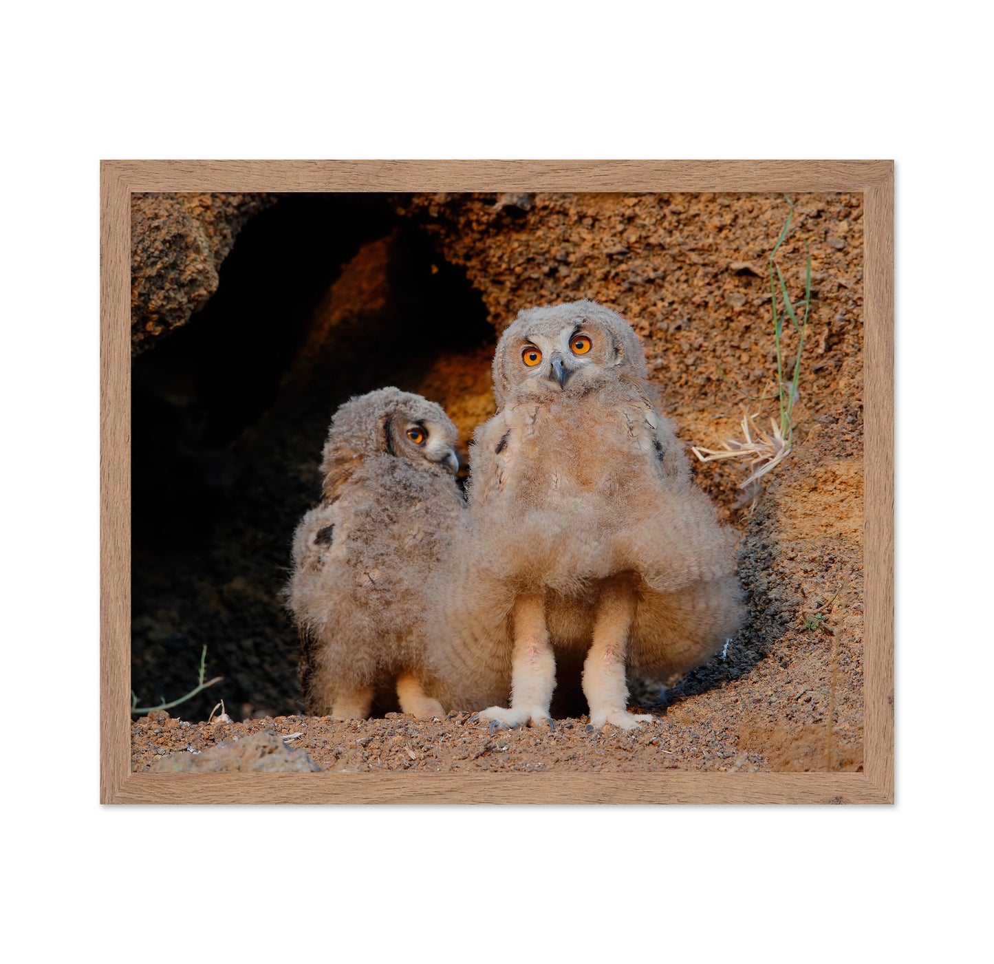 Eurasian Eagle-Owl