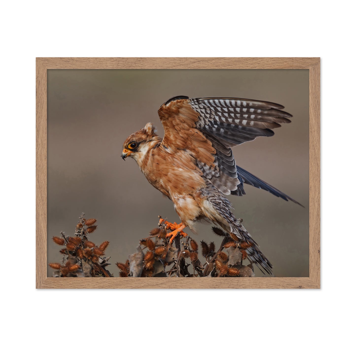 Red-Footed Falcon