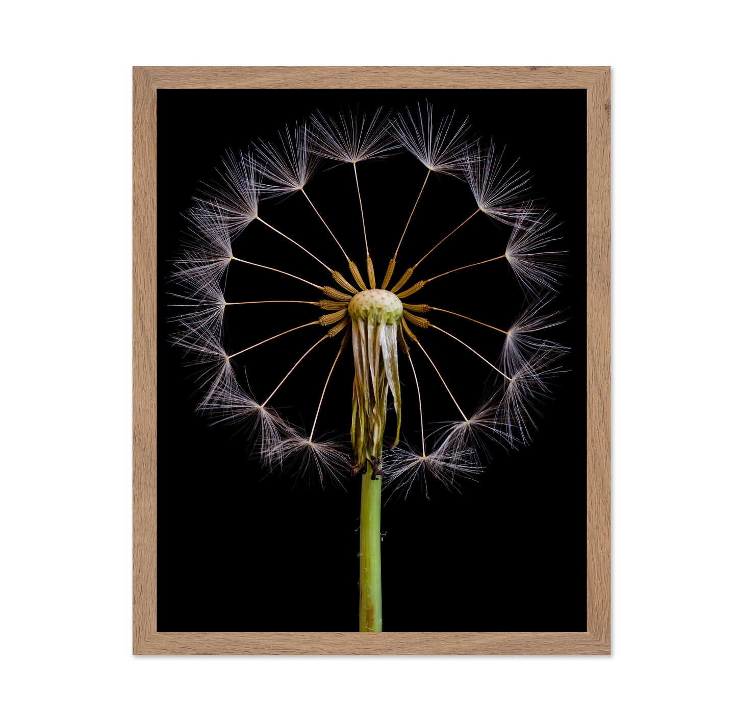 Dandelion Clock