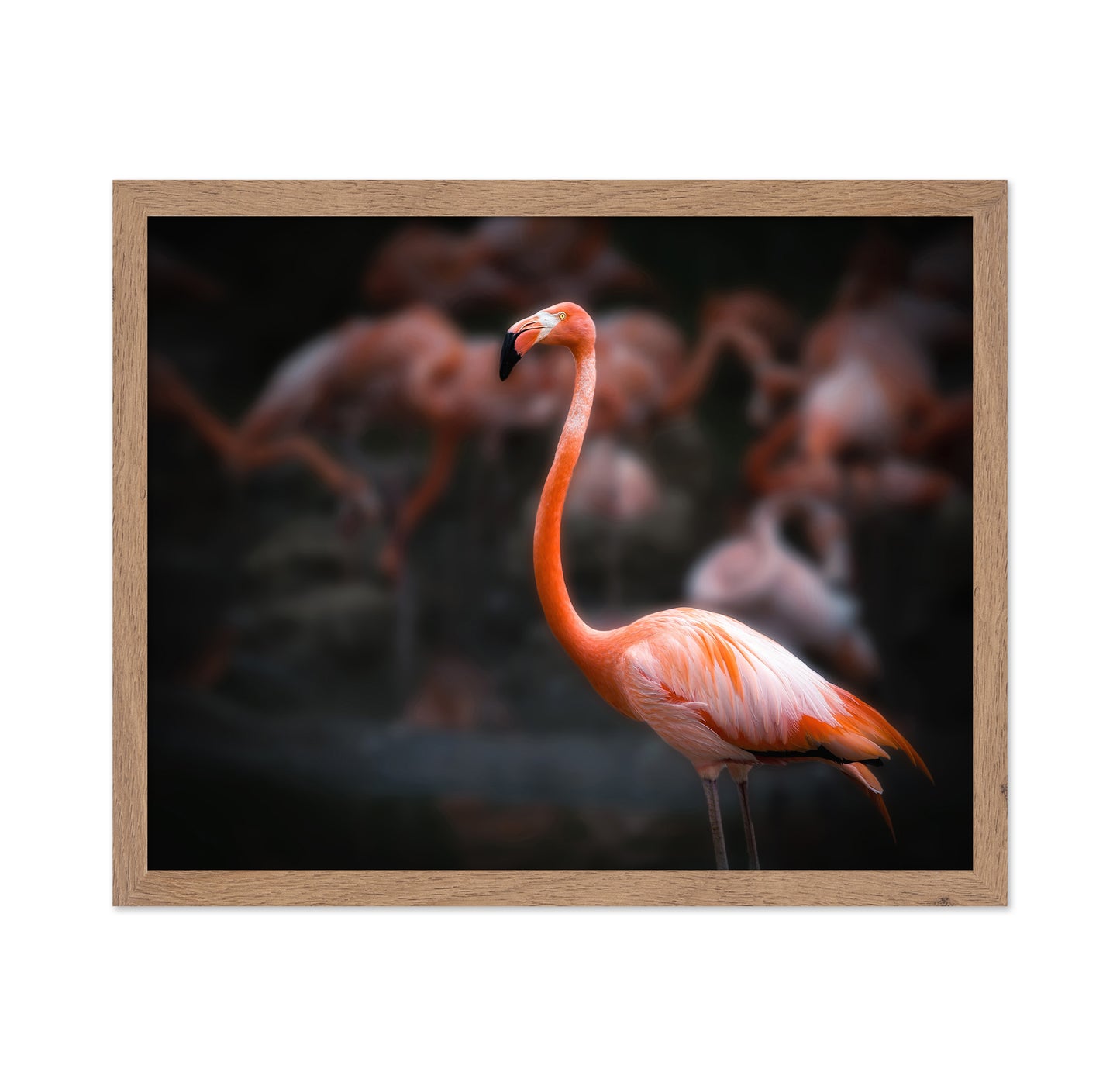 American Flamingo